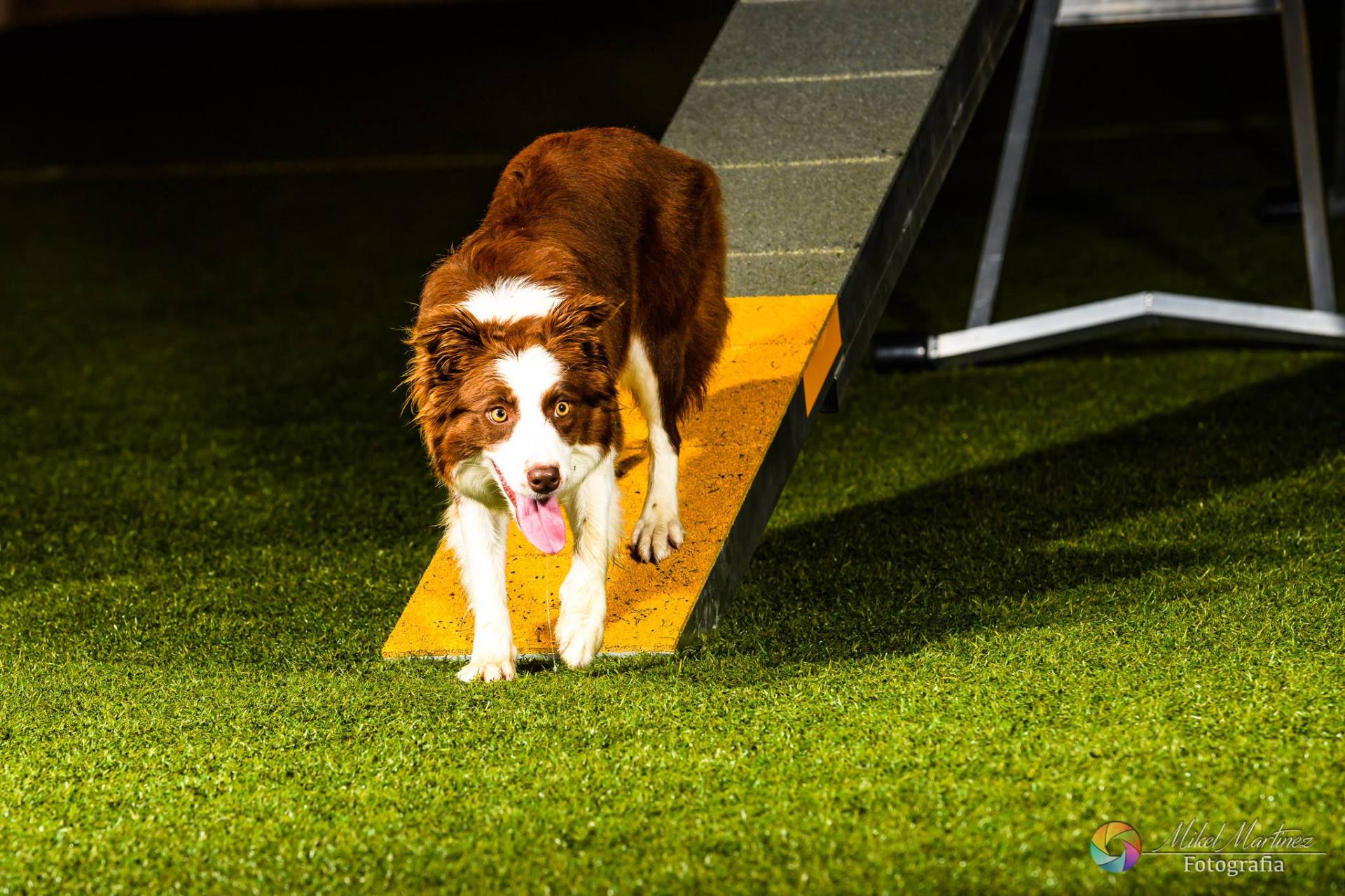 Perro Border Collie de Belda