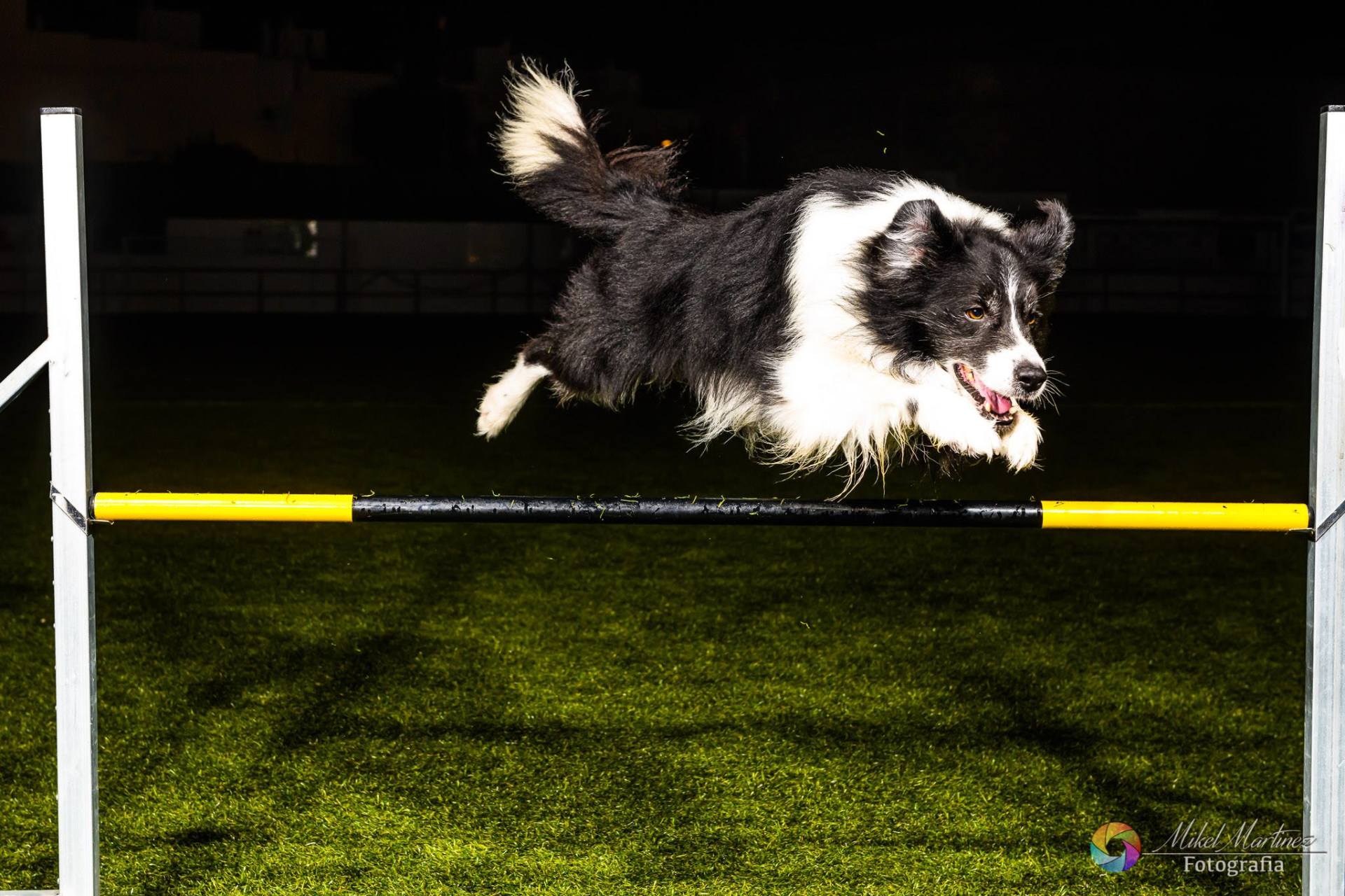 Perro Border Collie de Belda