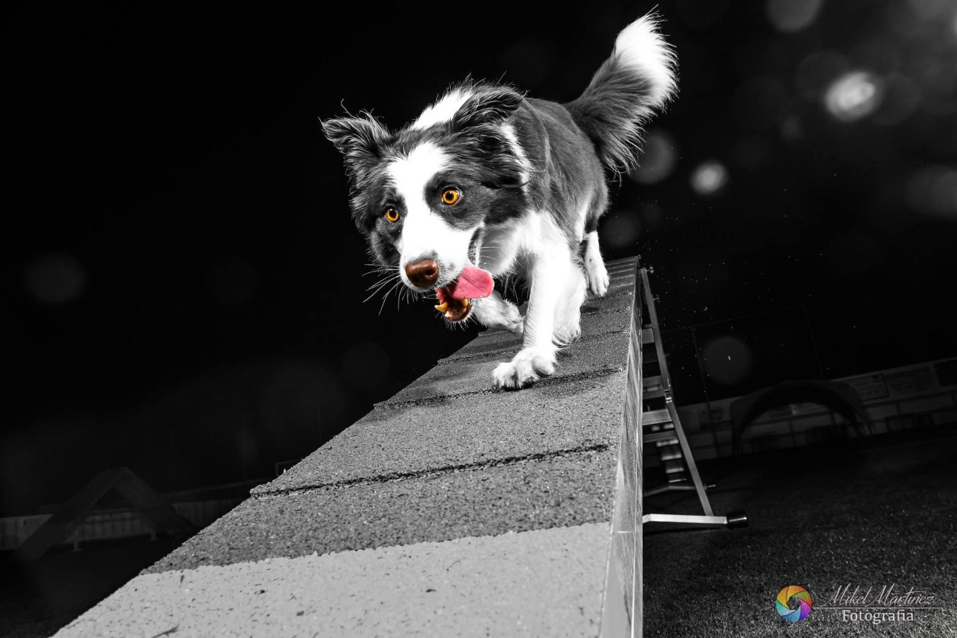 Perro Border Collie de Belda