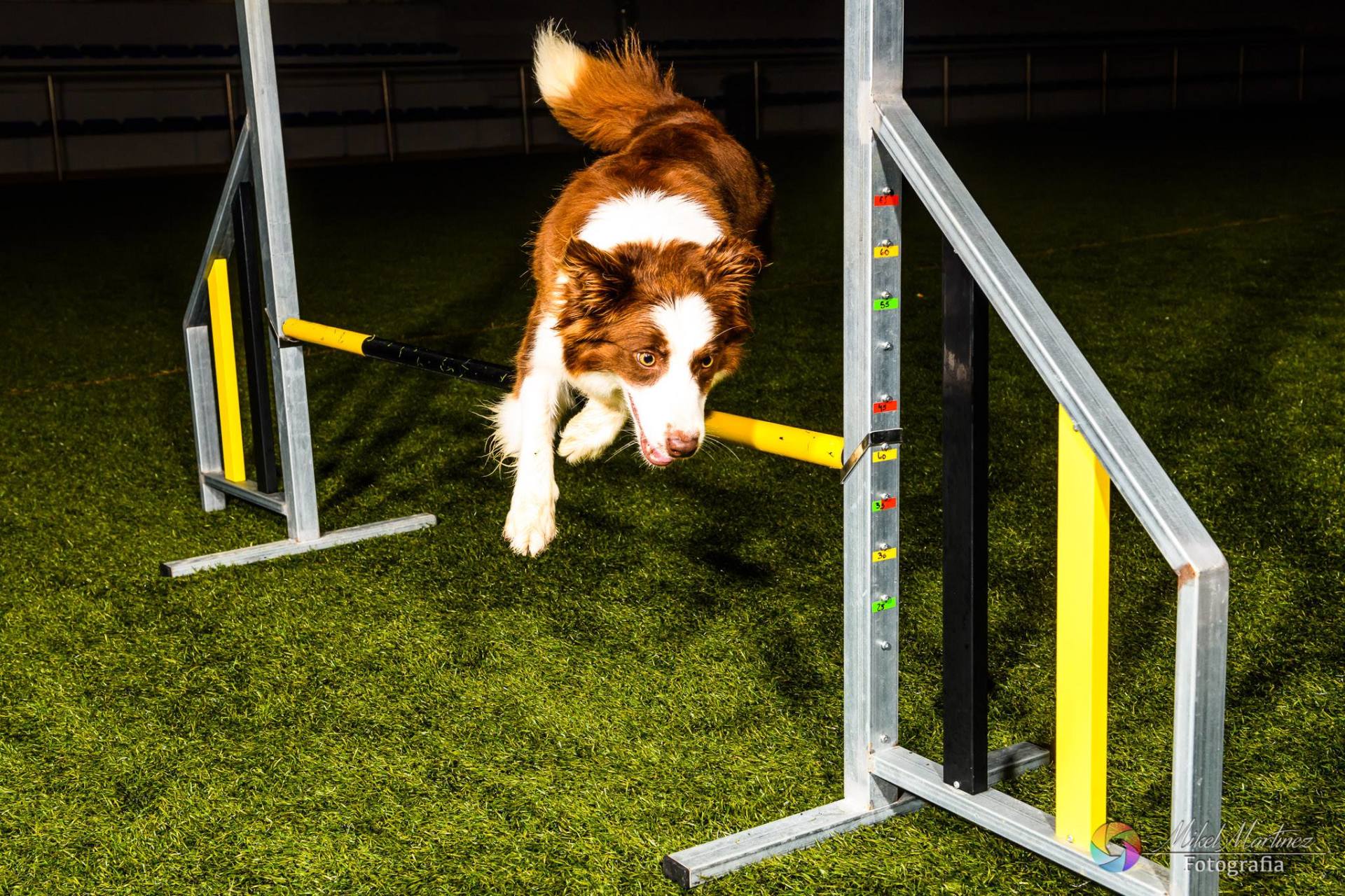 Perro Border Collie de Belda