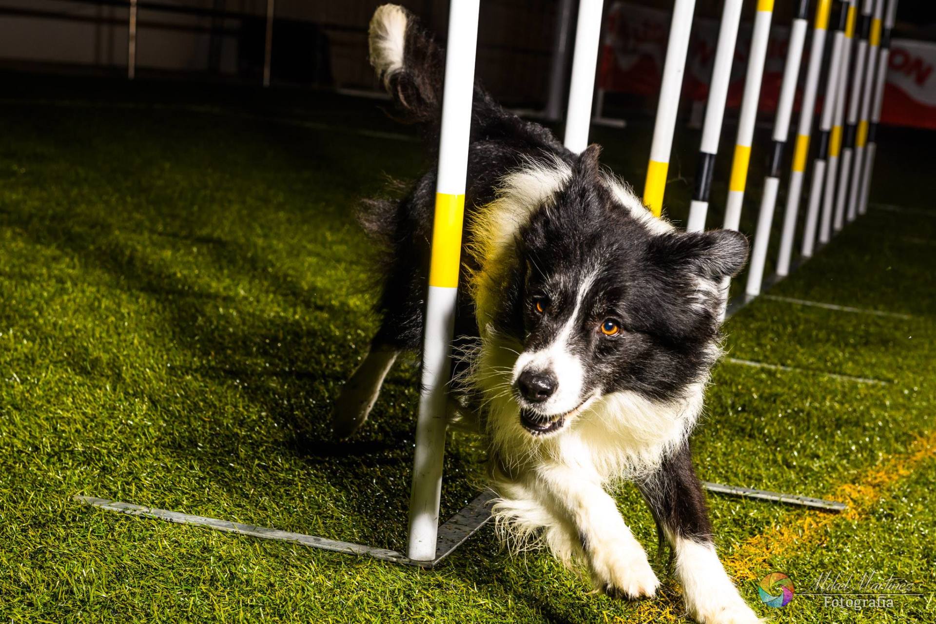 Perro Border Collie de Belda