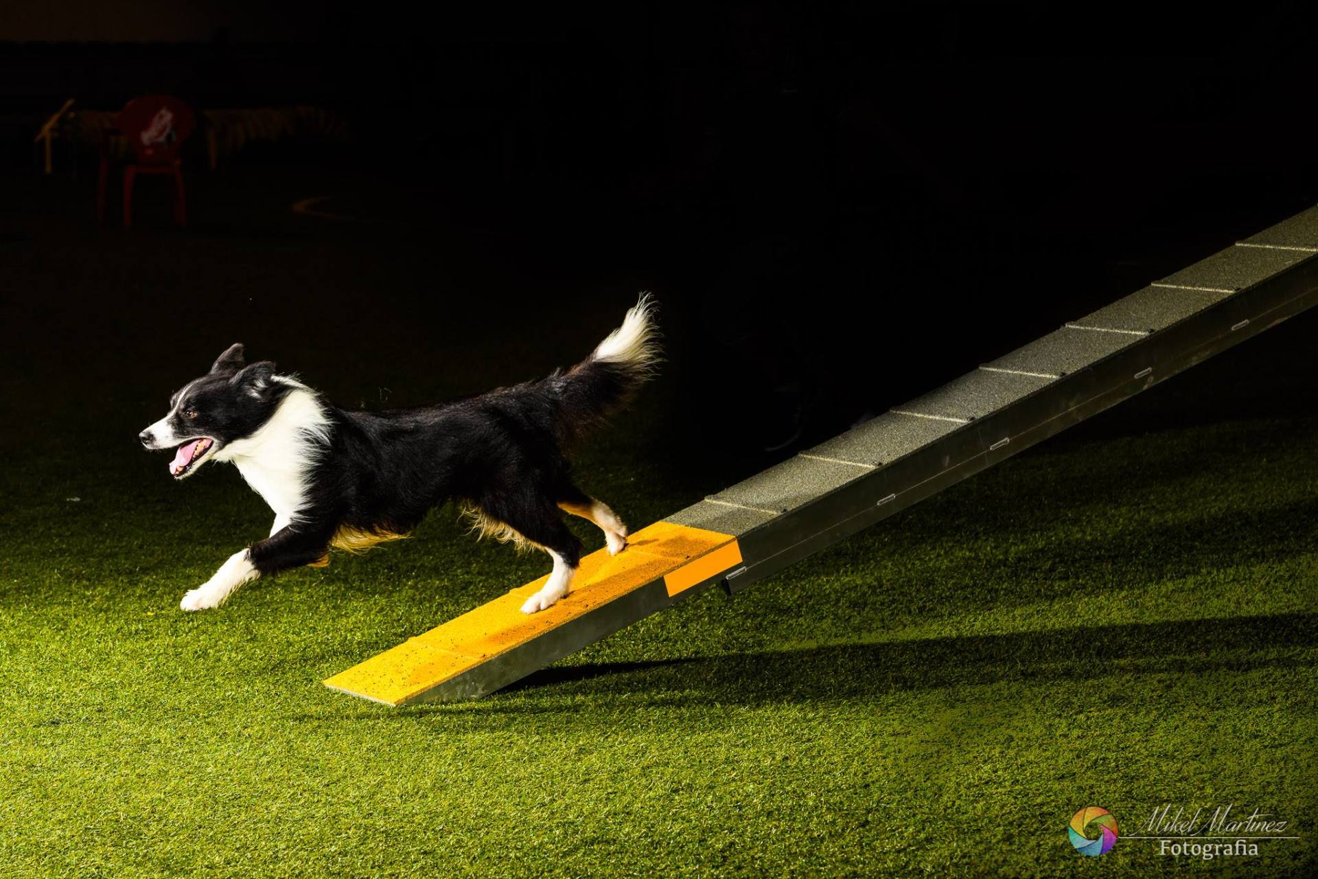 Perro Border Collie de Belda