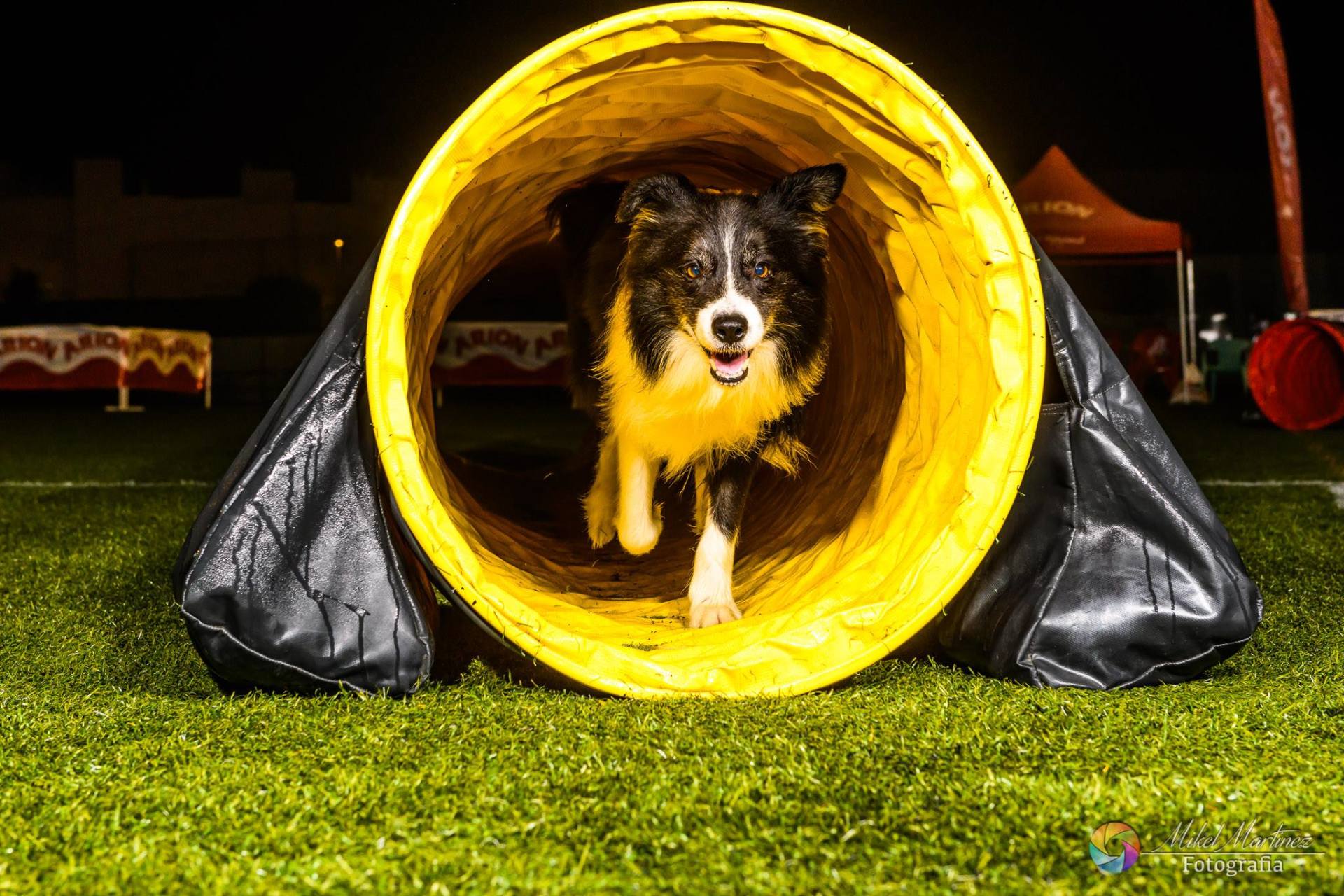Perro Border Collie de Belda