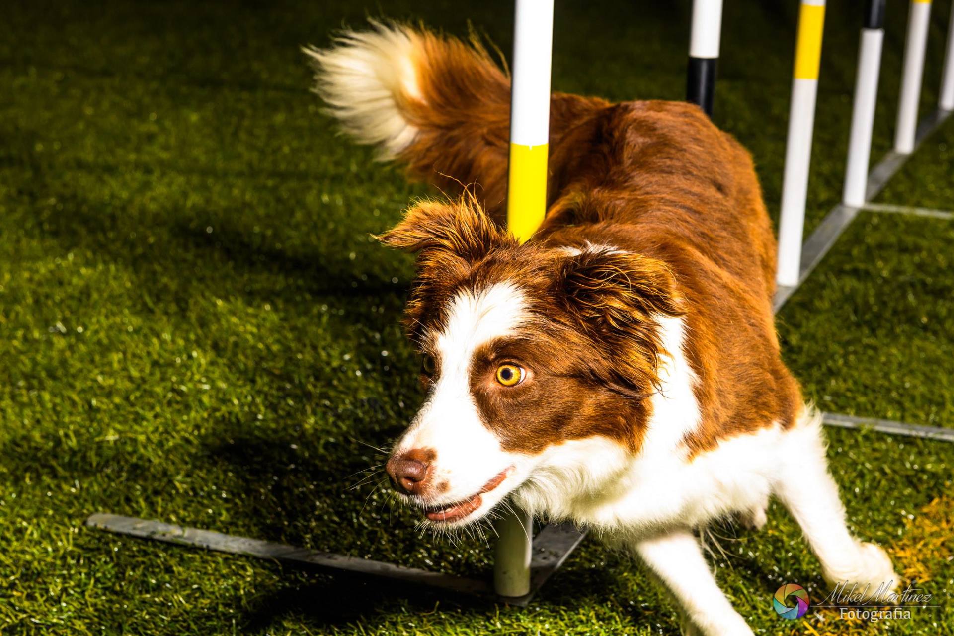 Perro Border Collie de Belda