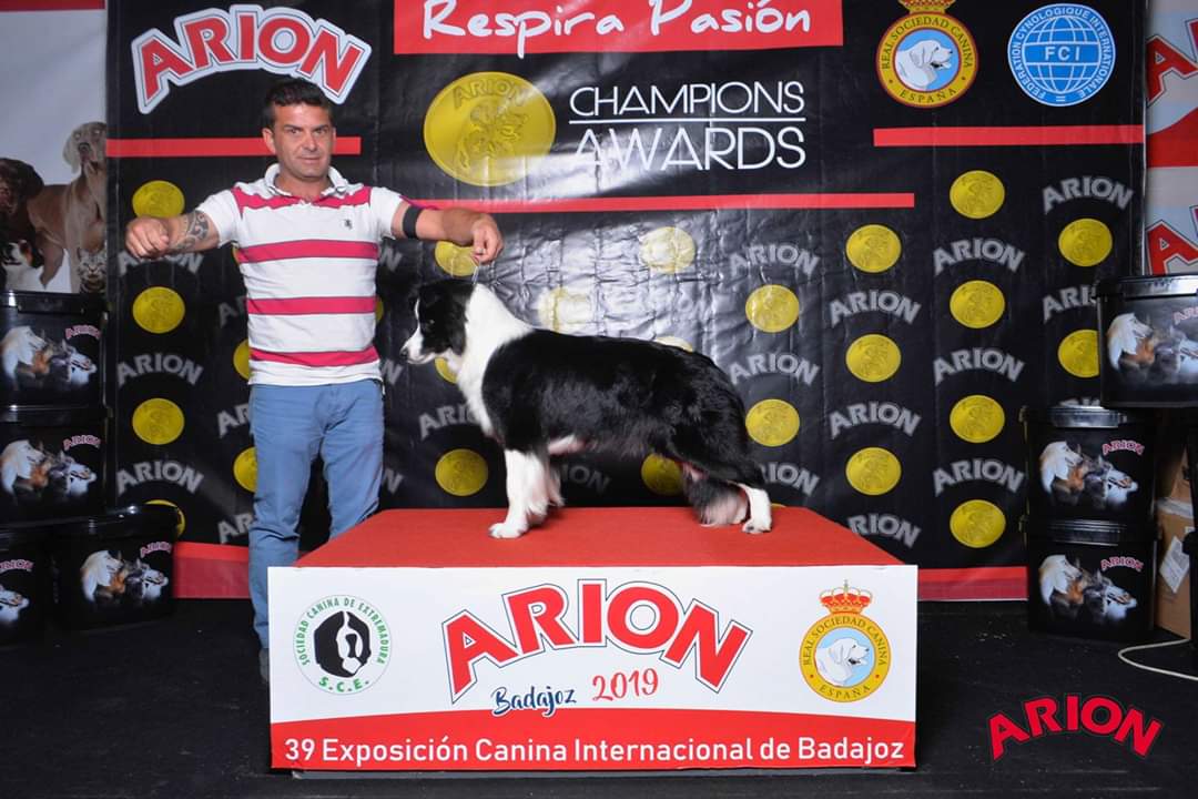 Perro Border Collie de Belda