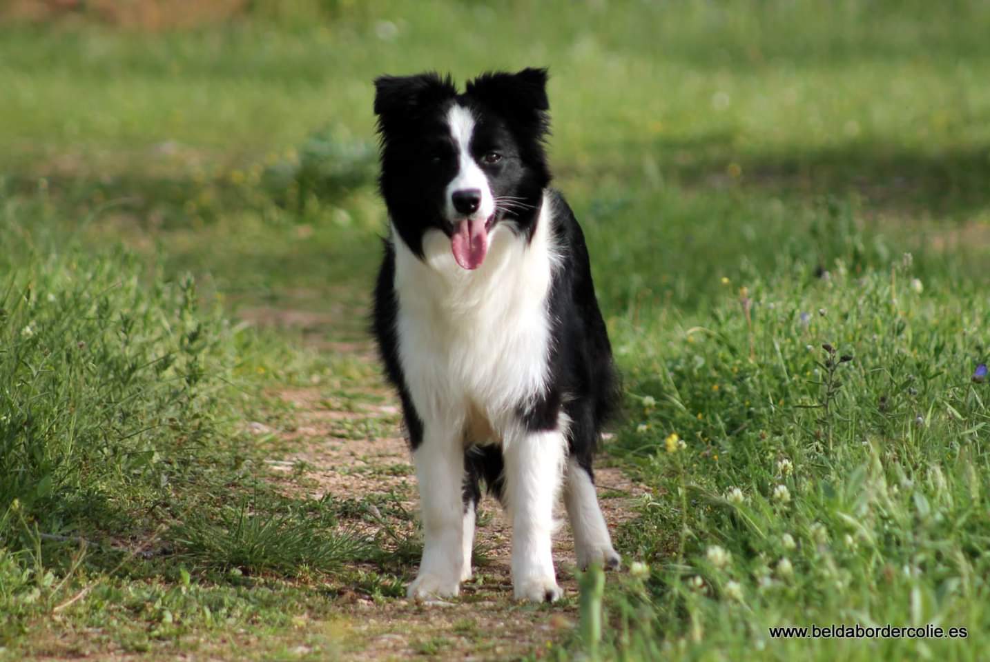 Perro Border Collie de Belda
