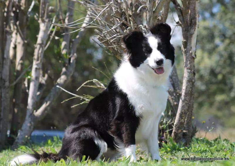 Perro Border Collie de Belda