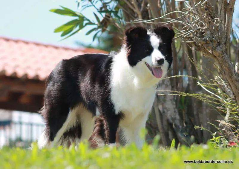 Perro Border Collie de Belda