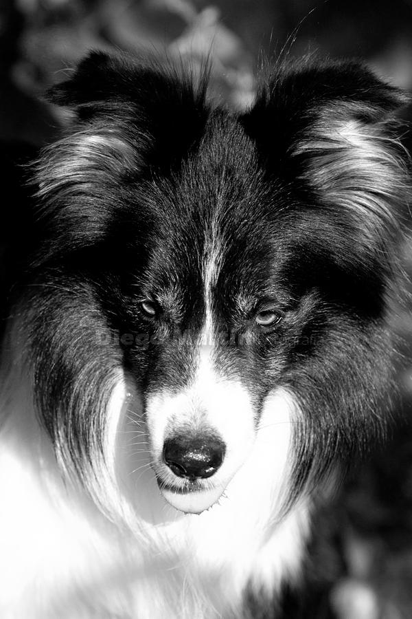 Perro Border Collie de Belda