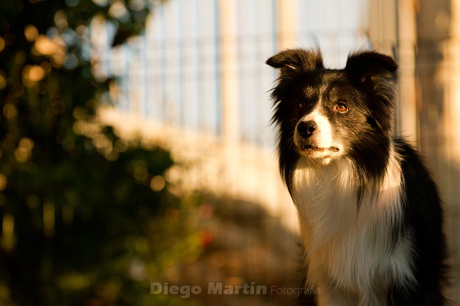 Perro Border Collie de Belda