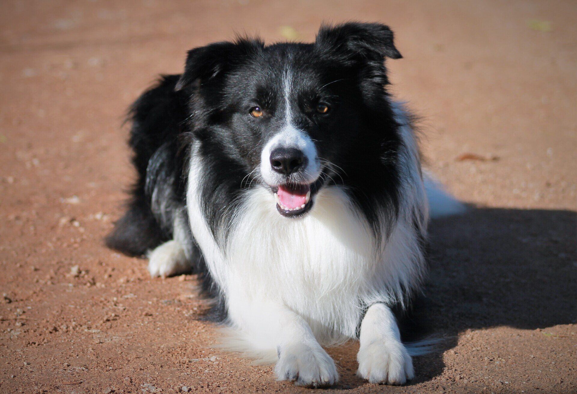 Perro Border Collie de Belda