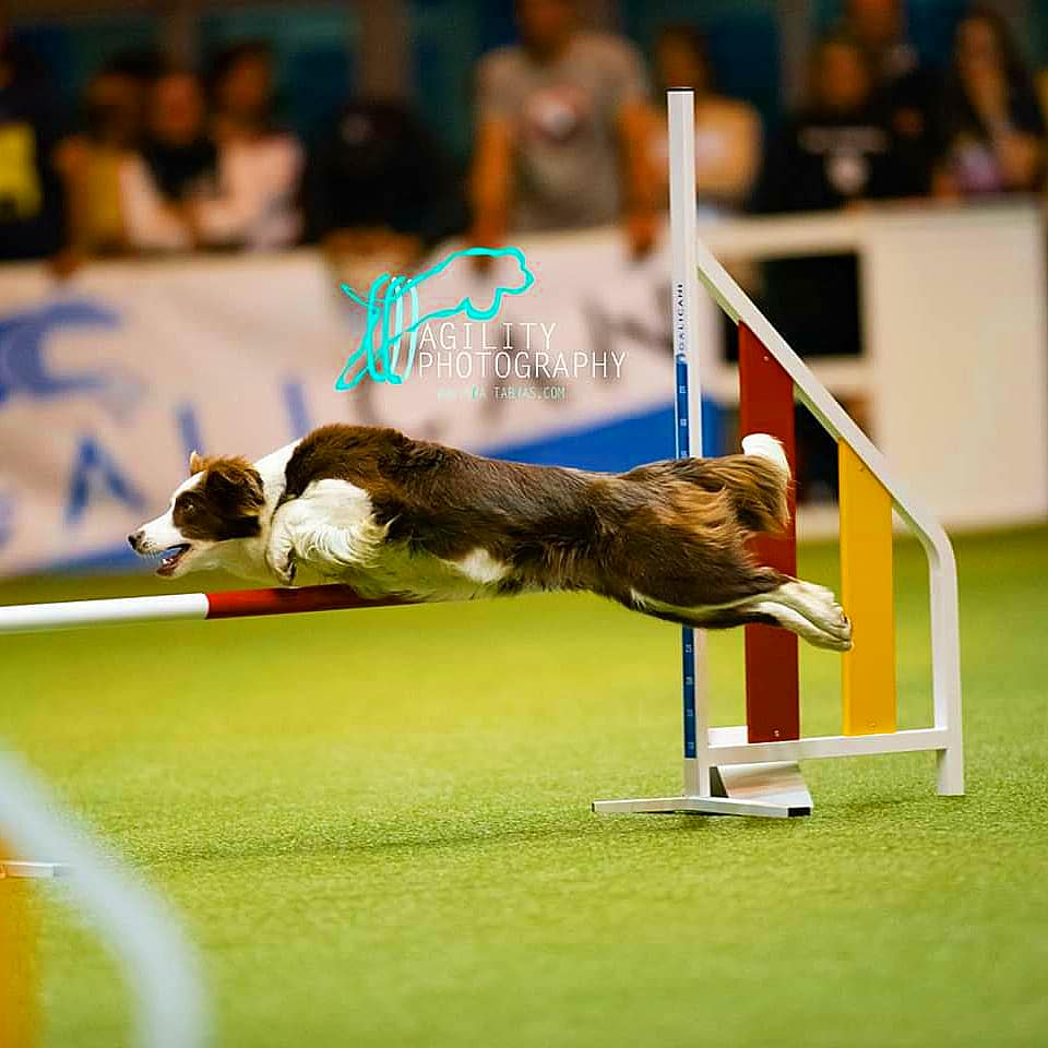 Perro Border Collie de Belda