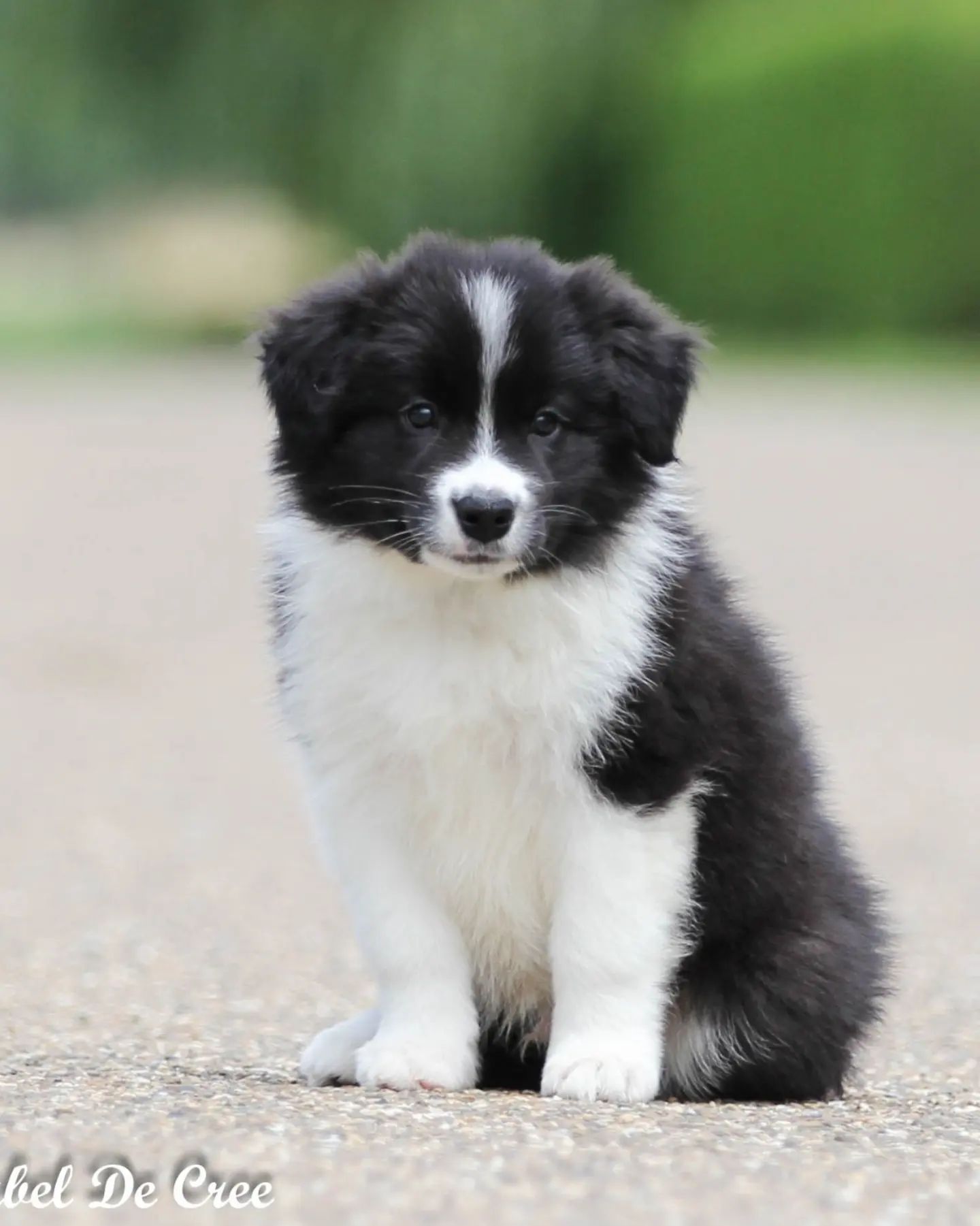 Perro Border Collie de Belda