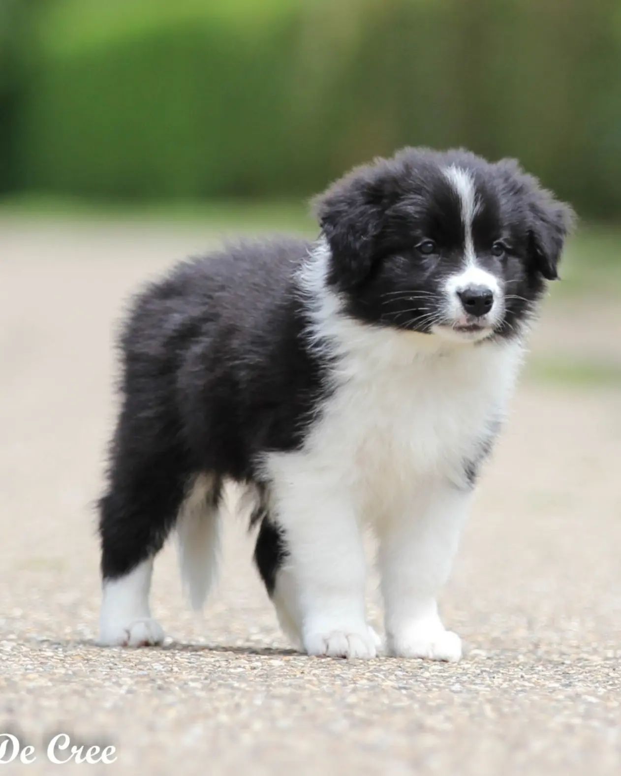 Perro Border Collie de Belda