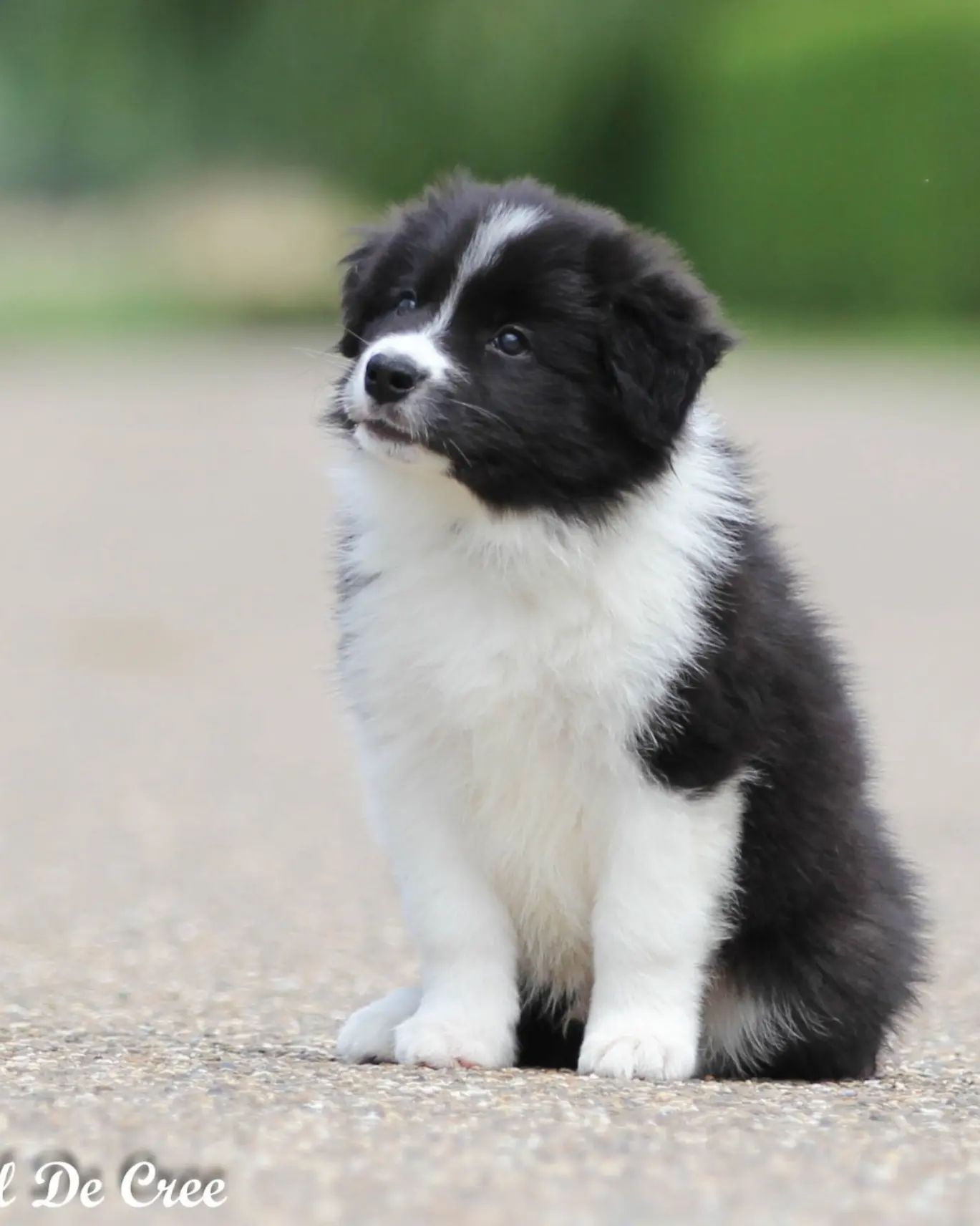 Perro Border Collie de Belda