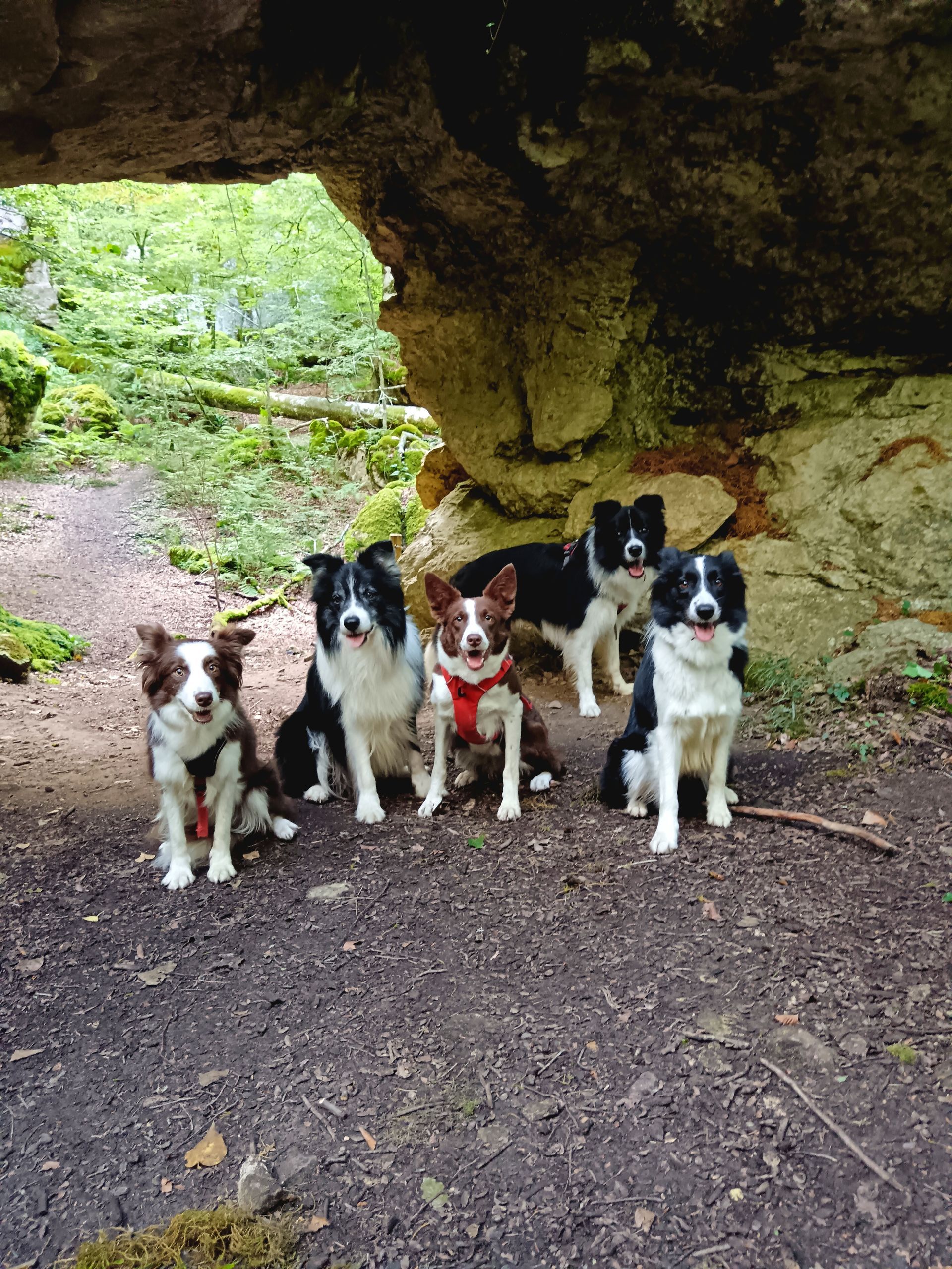 Perro Border Collie de Belda