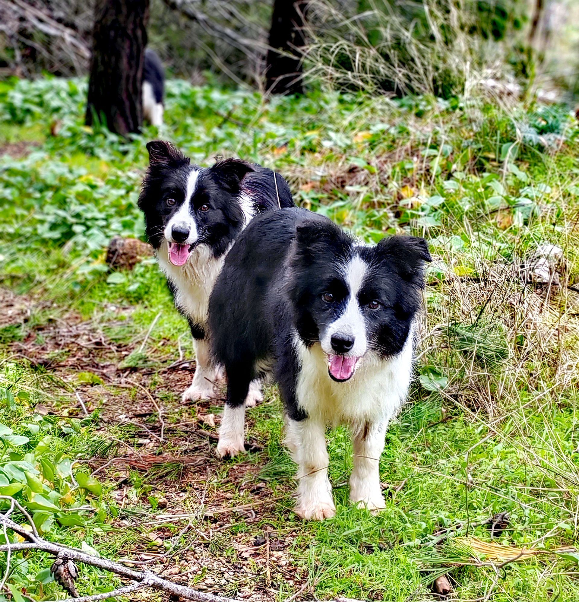 Perro Border Collie de Belda