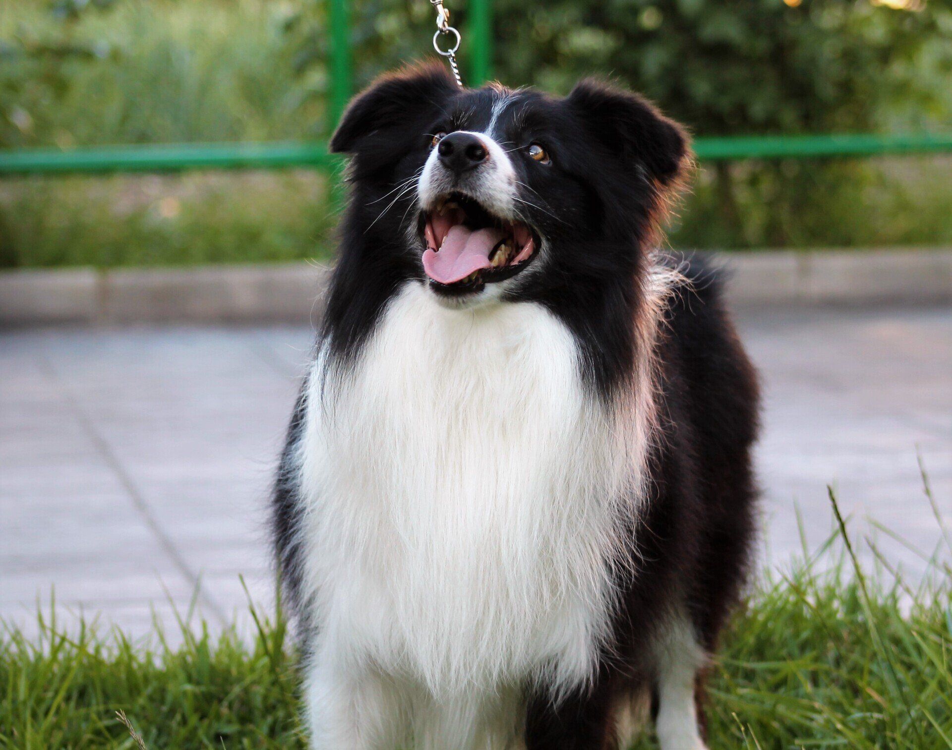 Perro Border Collie de Belda