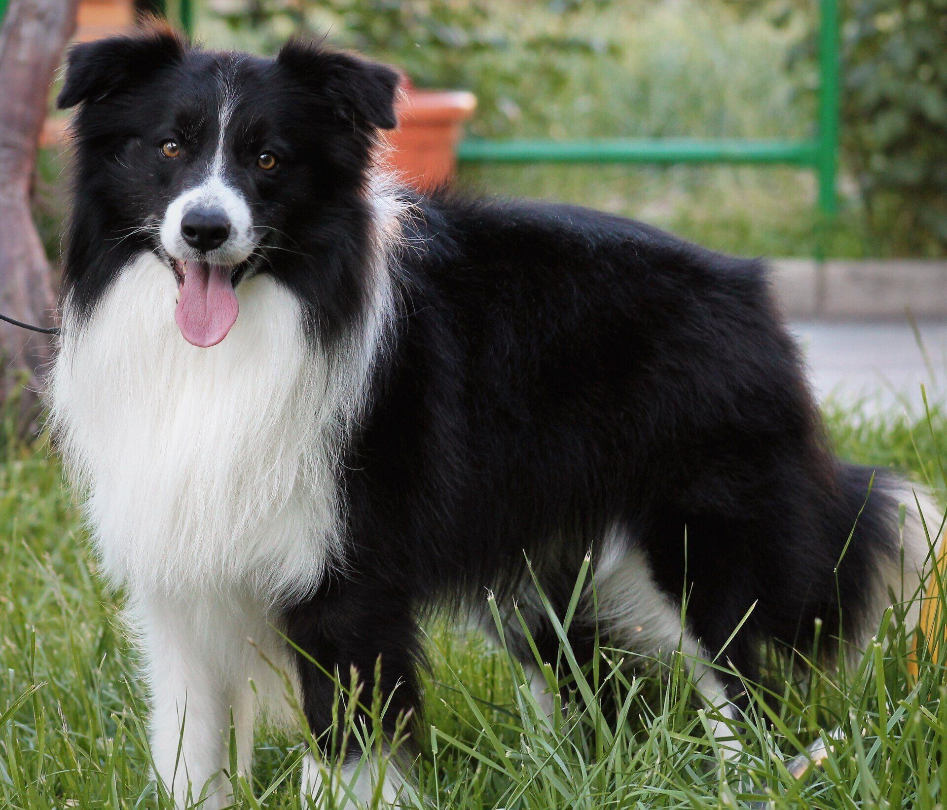 Perro Border Collie de Belda