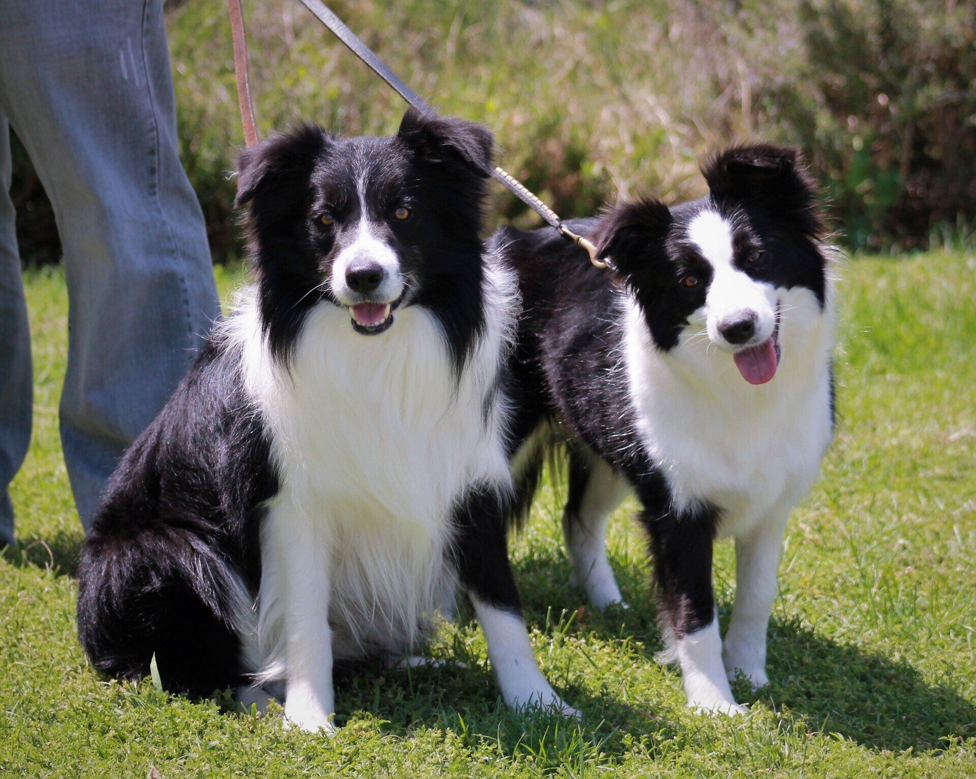 Perro Border Collie de Belda