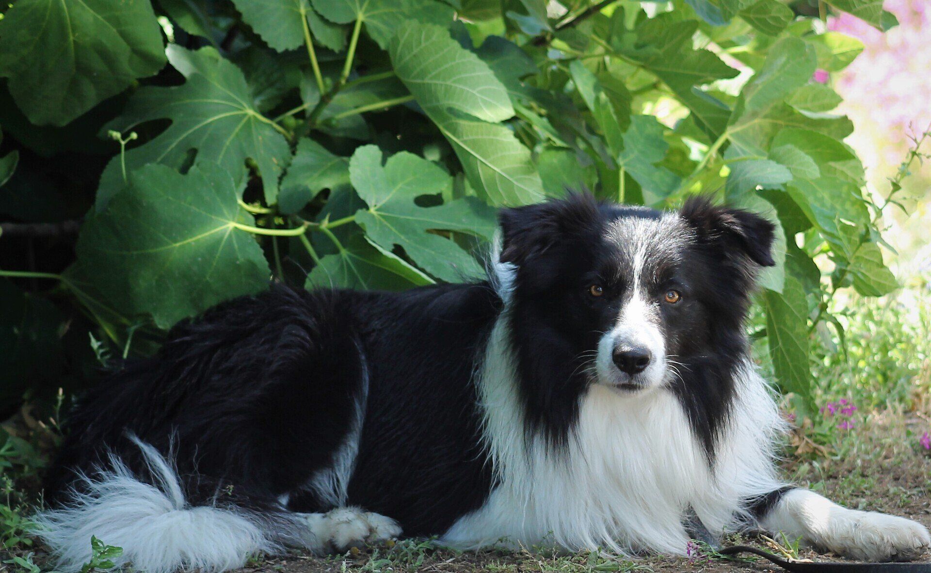 Perro Border Collie de Belda