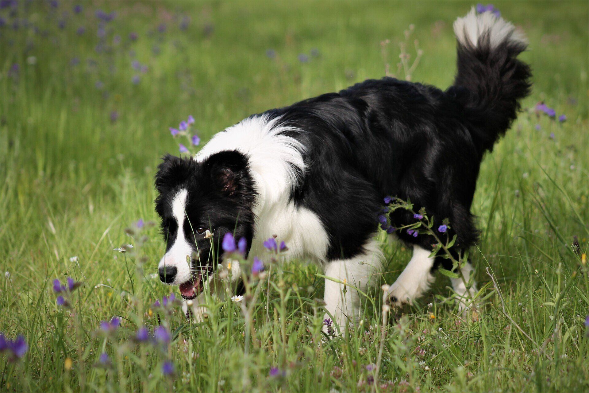 Perro Border Collie de Belda