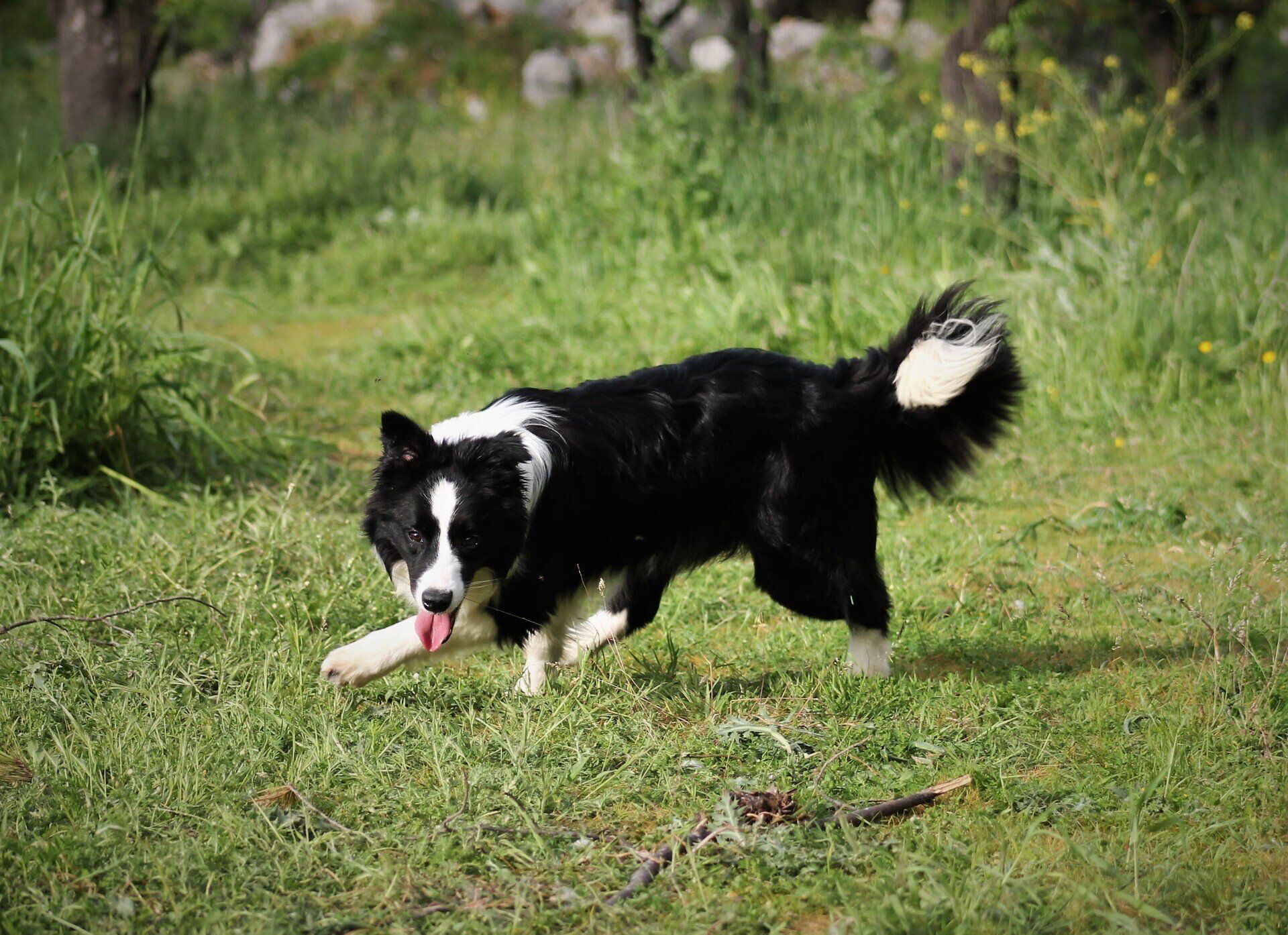 Perro Border Collie de Belda