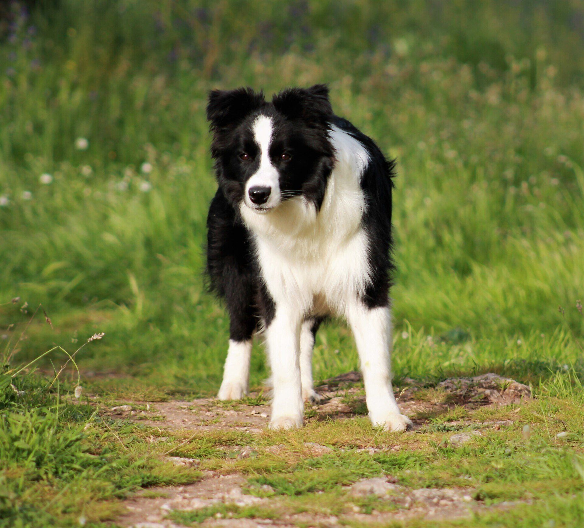 Perro Border Collie de Belda