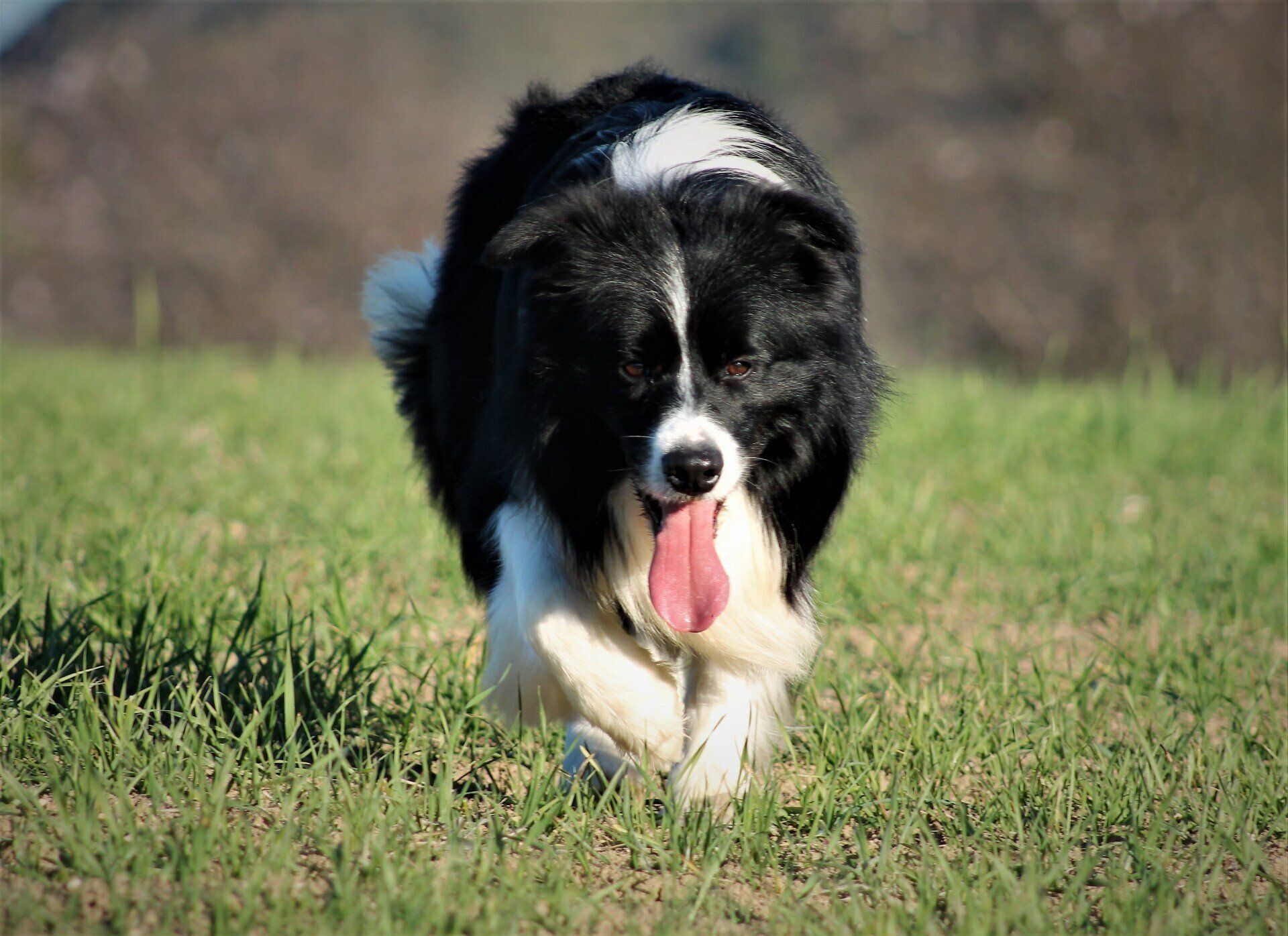 Perro Border Collie de Belda