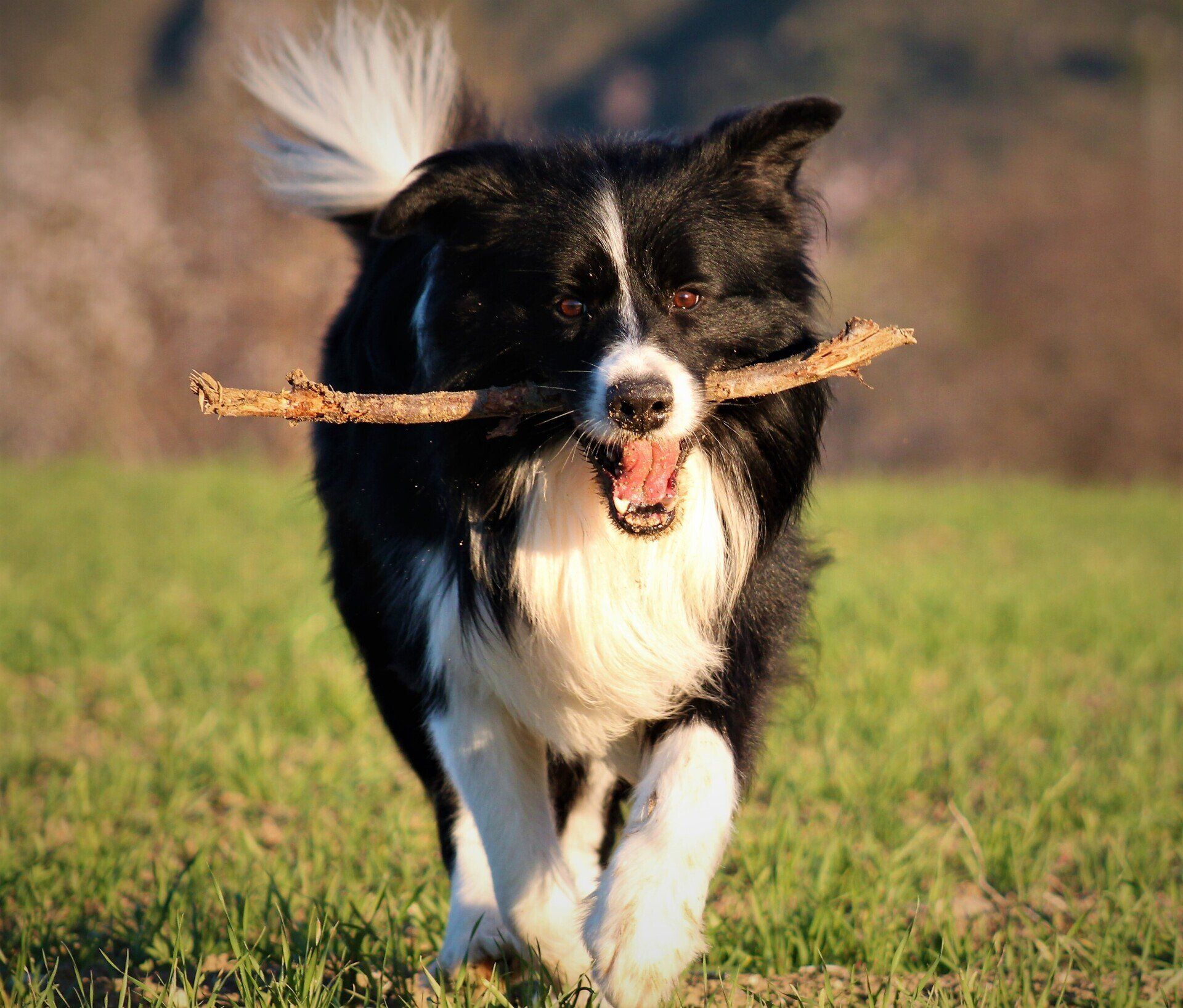 Perro Border Collie de Belda