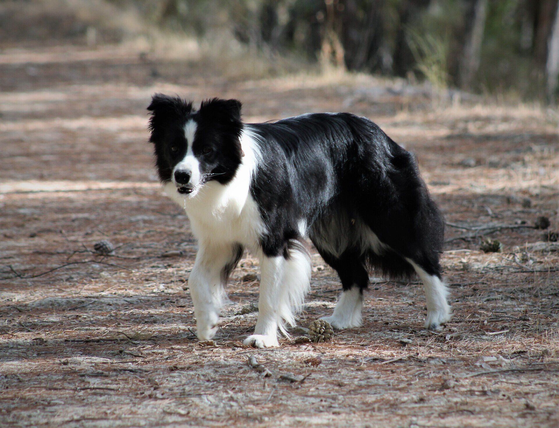 Perro Border Collie de Belda