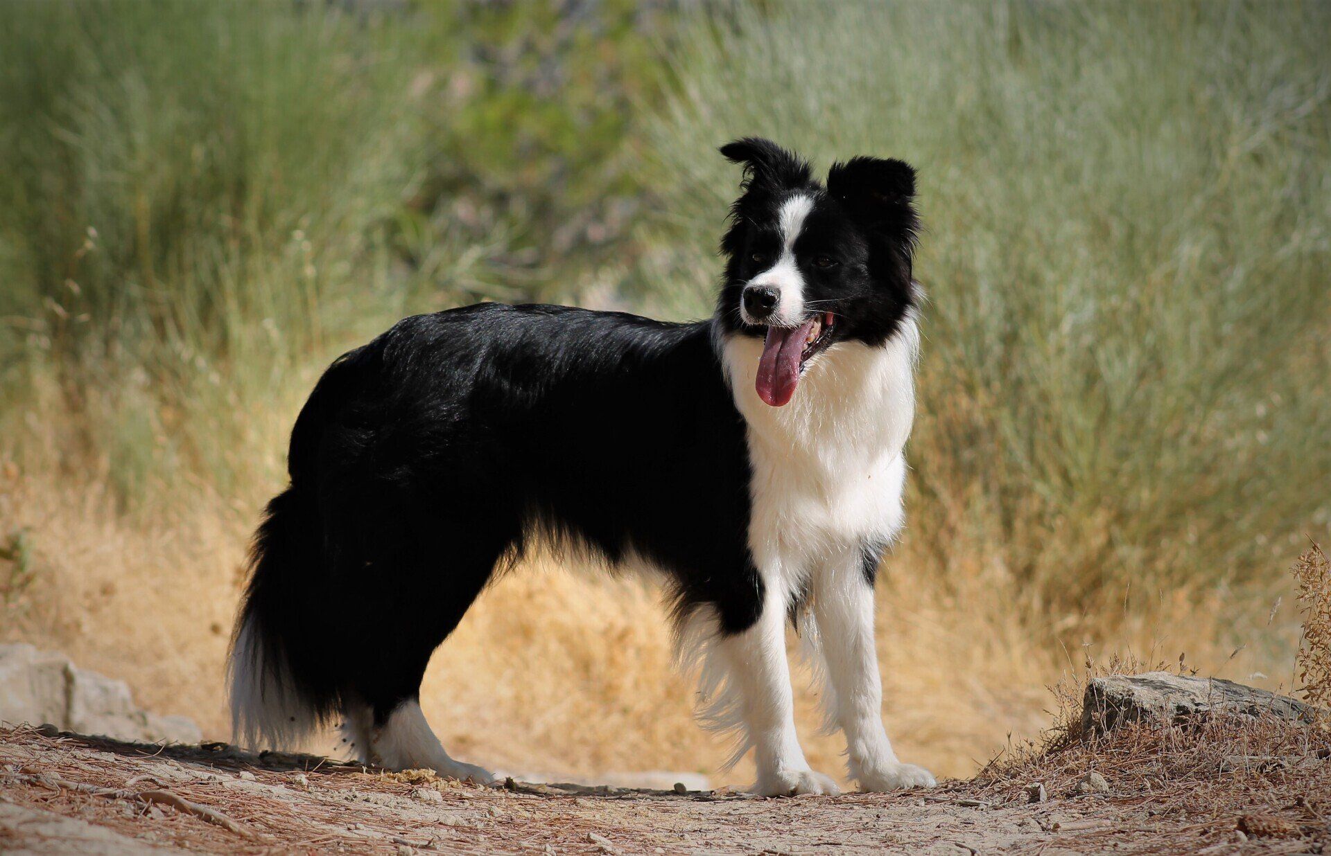 Perro Border Collie de Belda