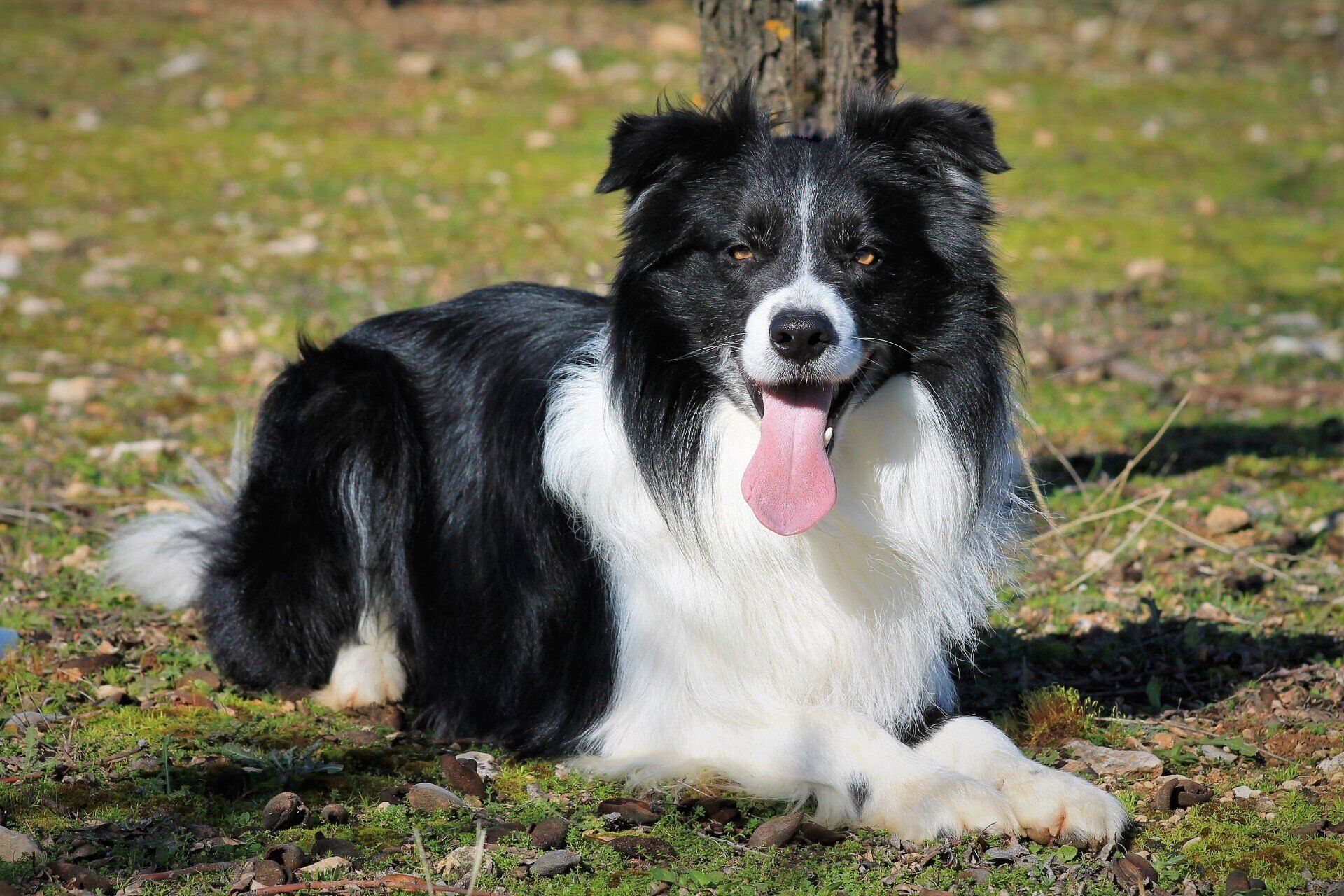 Perro Border Collie de Belda