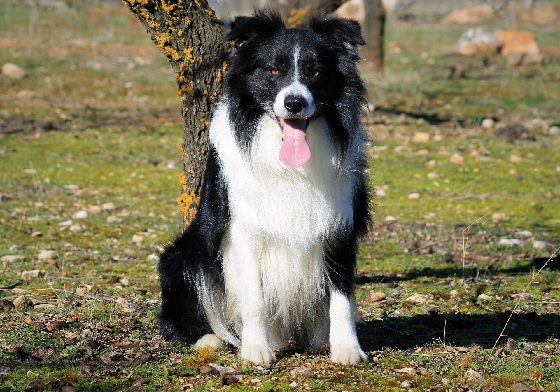 Perro Border Collie de Belda