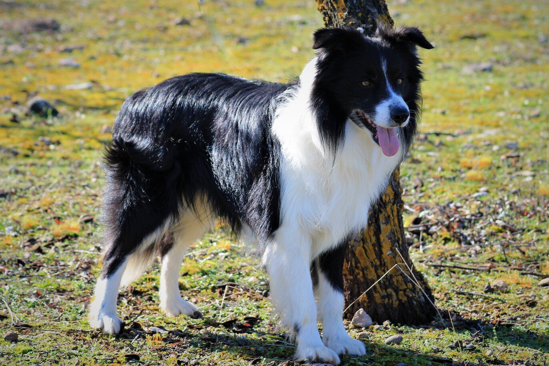 Perro Border Collie de Belda