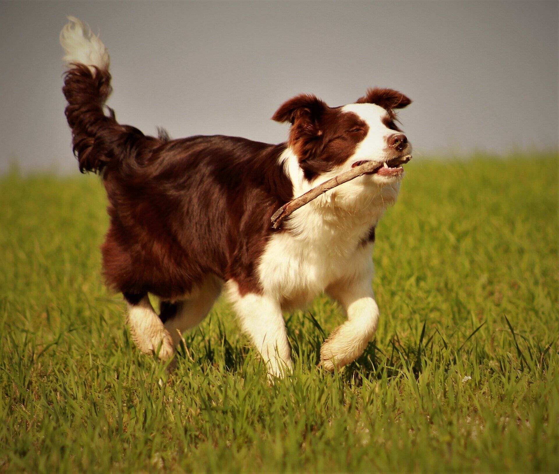 Perro Border Collie de Belda