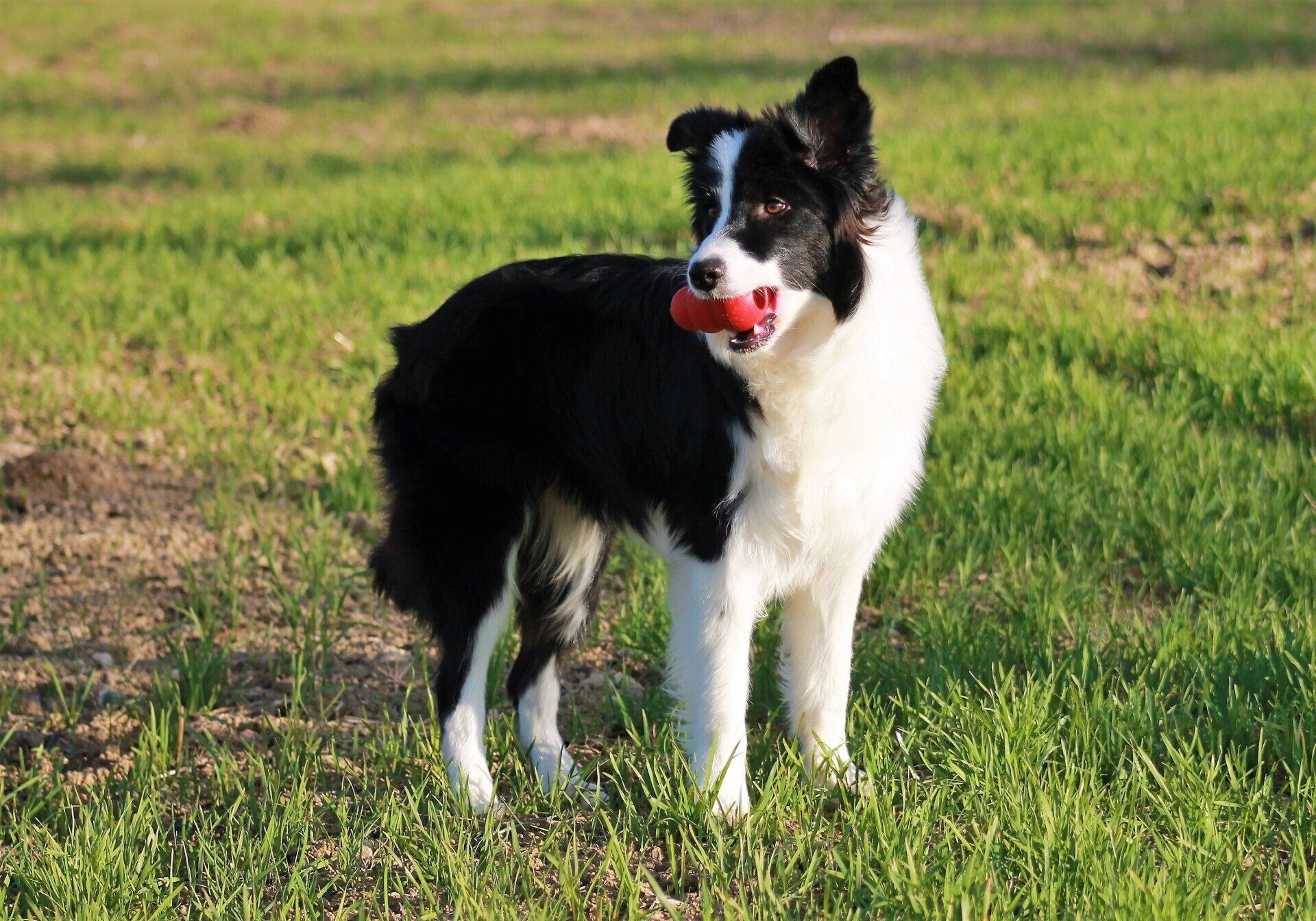 Perro Border Collie de Belda