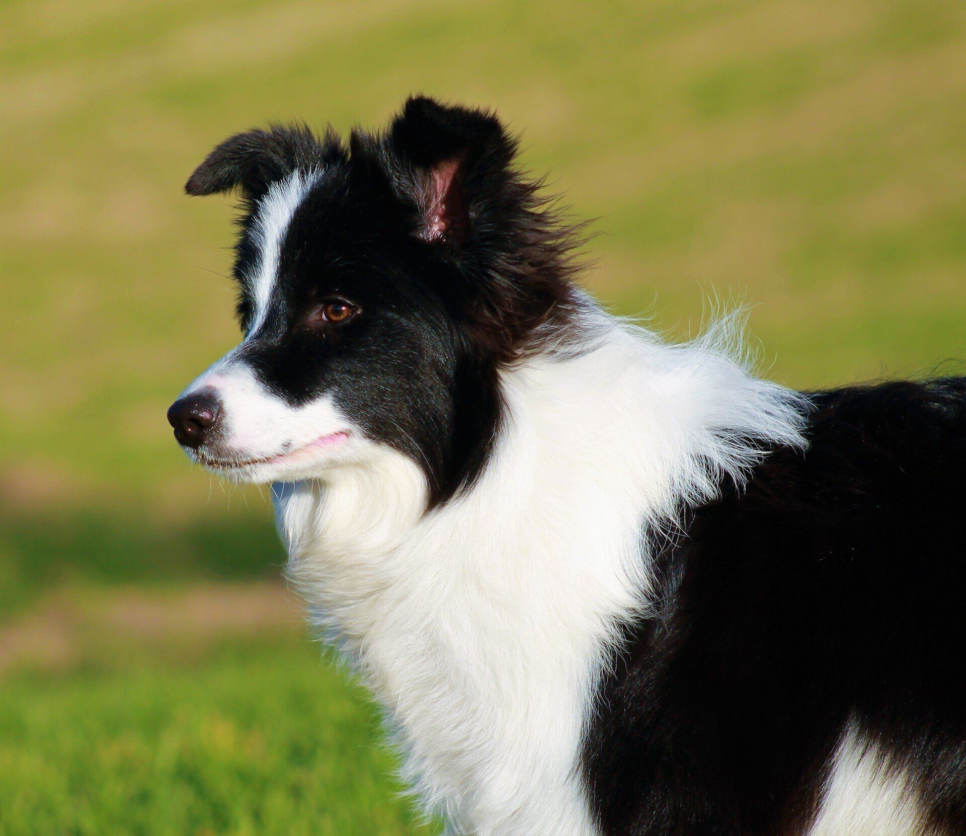 Perro Border Collie de Belda