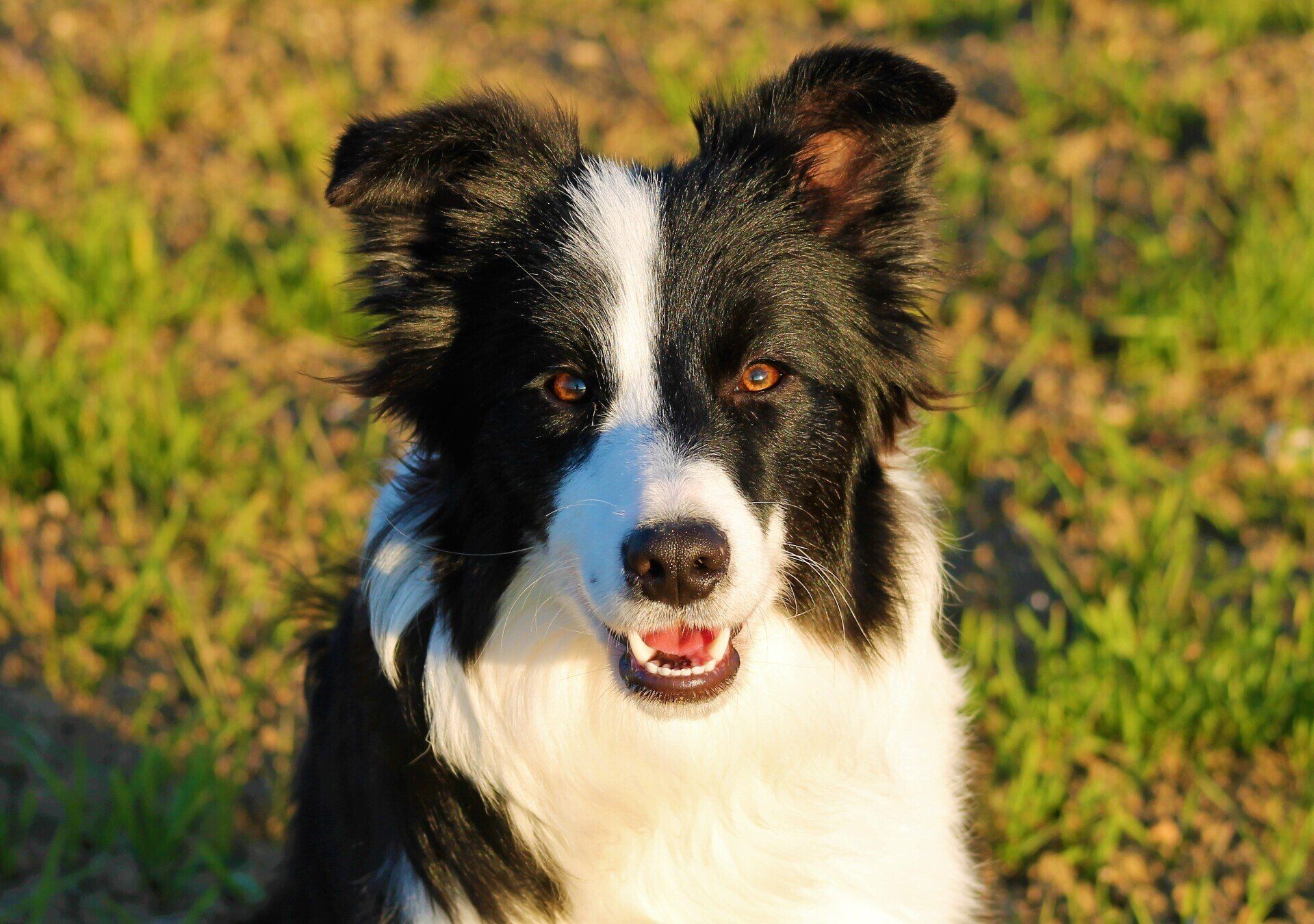 Perro Border Collie de Belda
