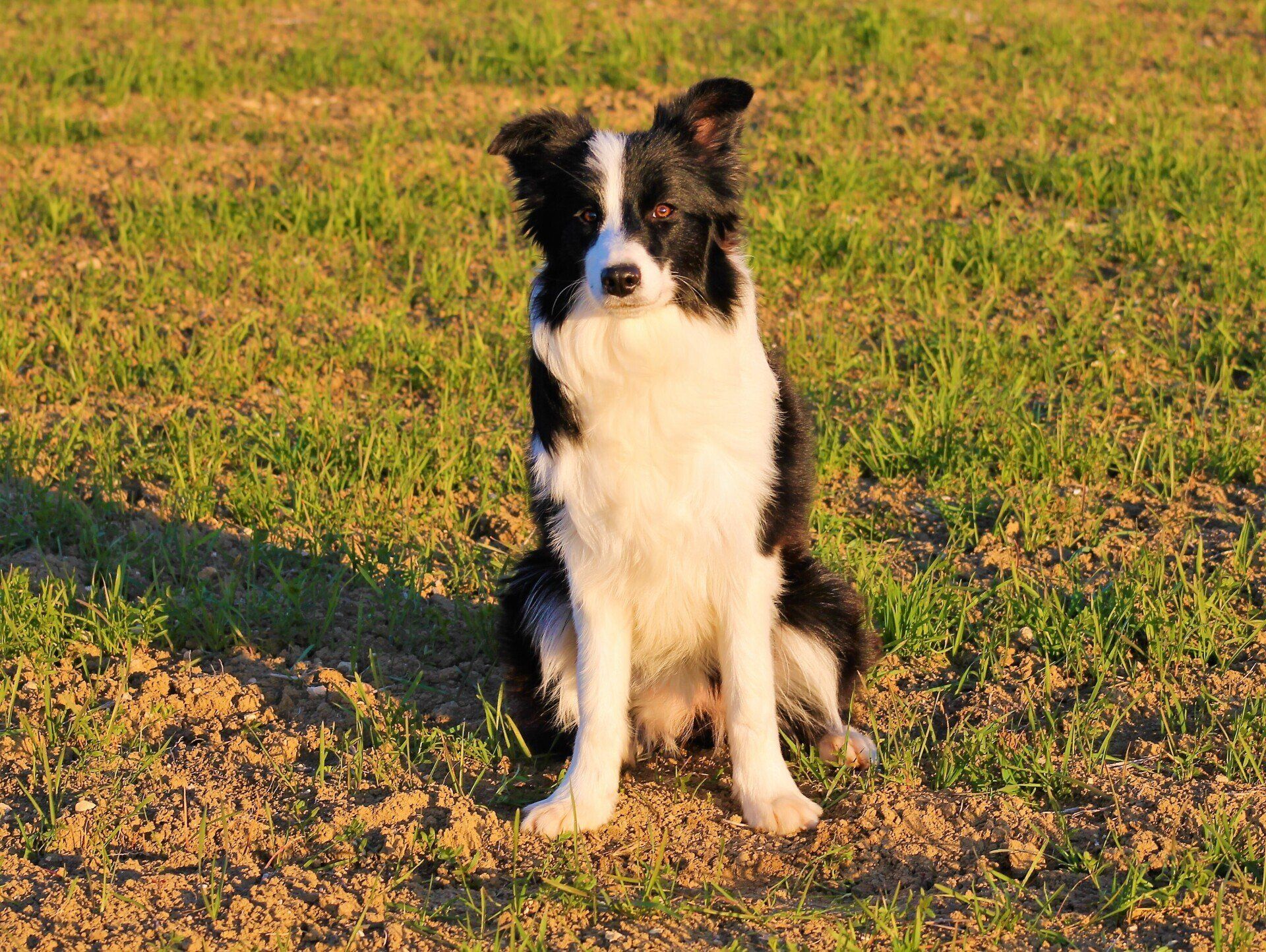 Perro Border Collie de Belda