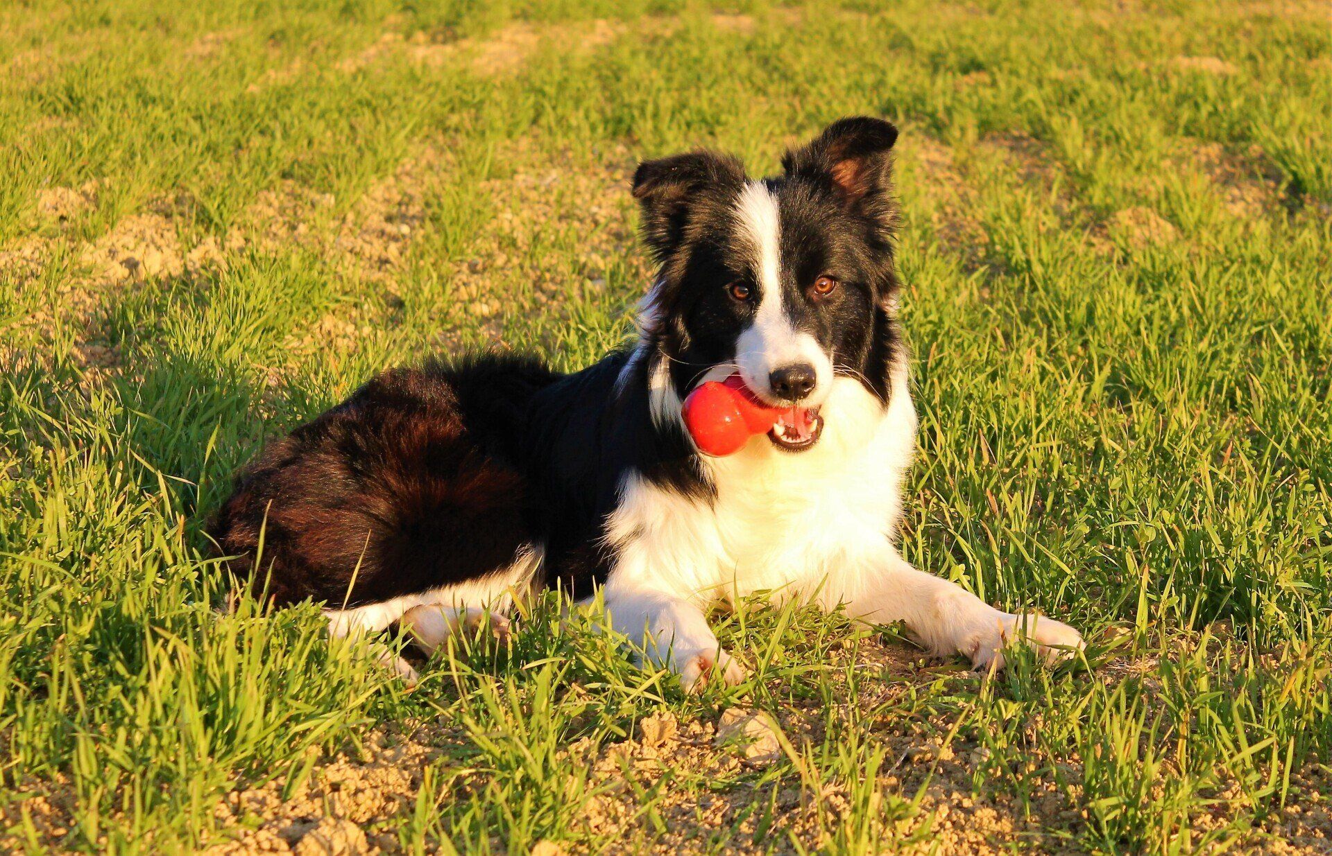 Perro Border Collie de Belda
