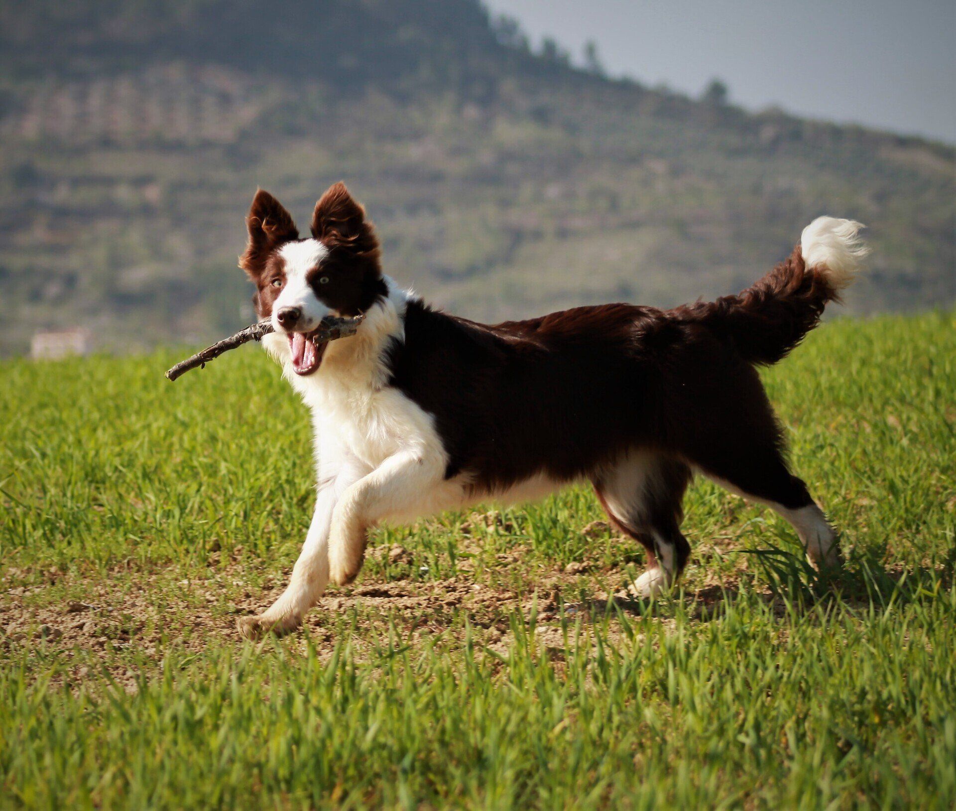 Perro Border Collie de Belda
