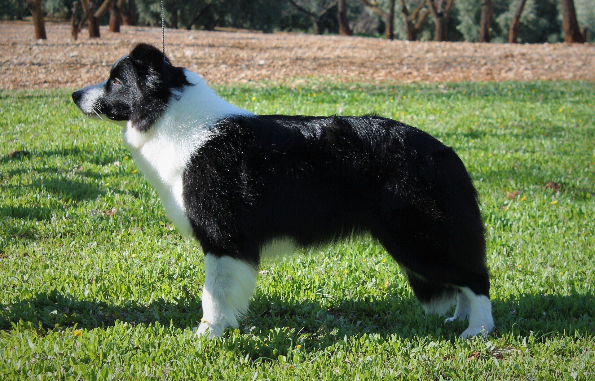 Perro Border Collie de Belda