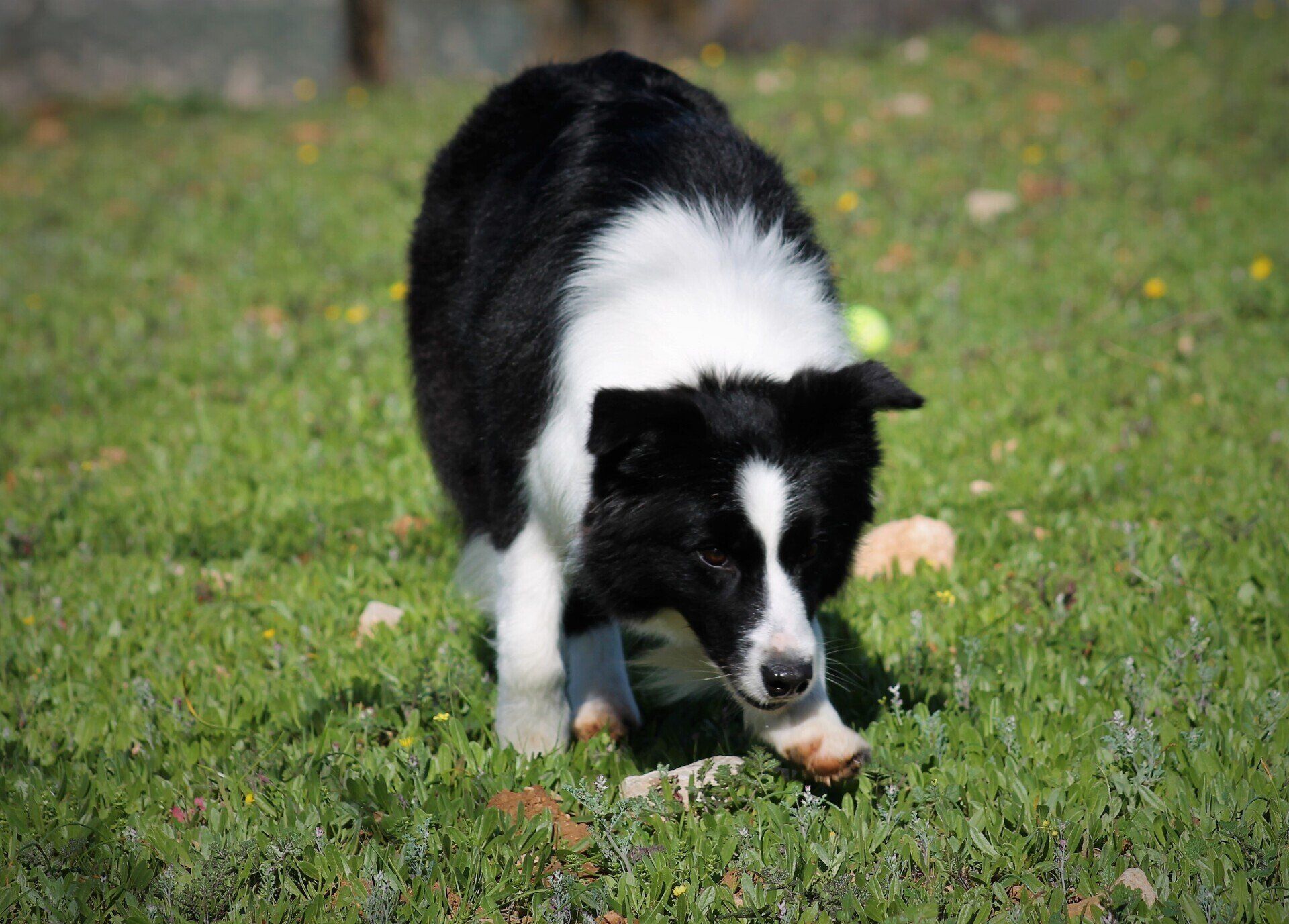 Perro Border Collie de Belda