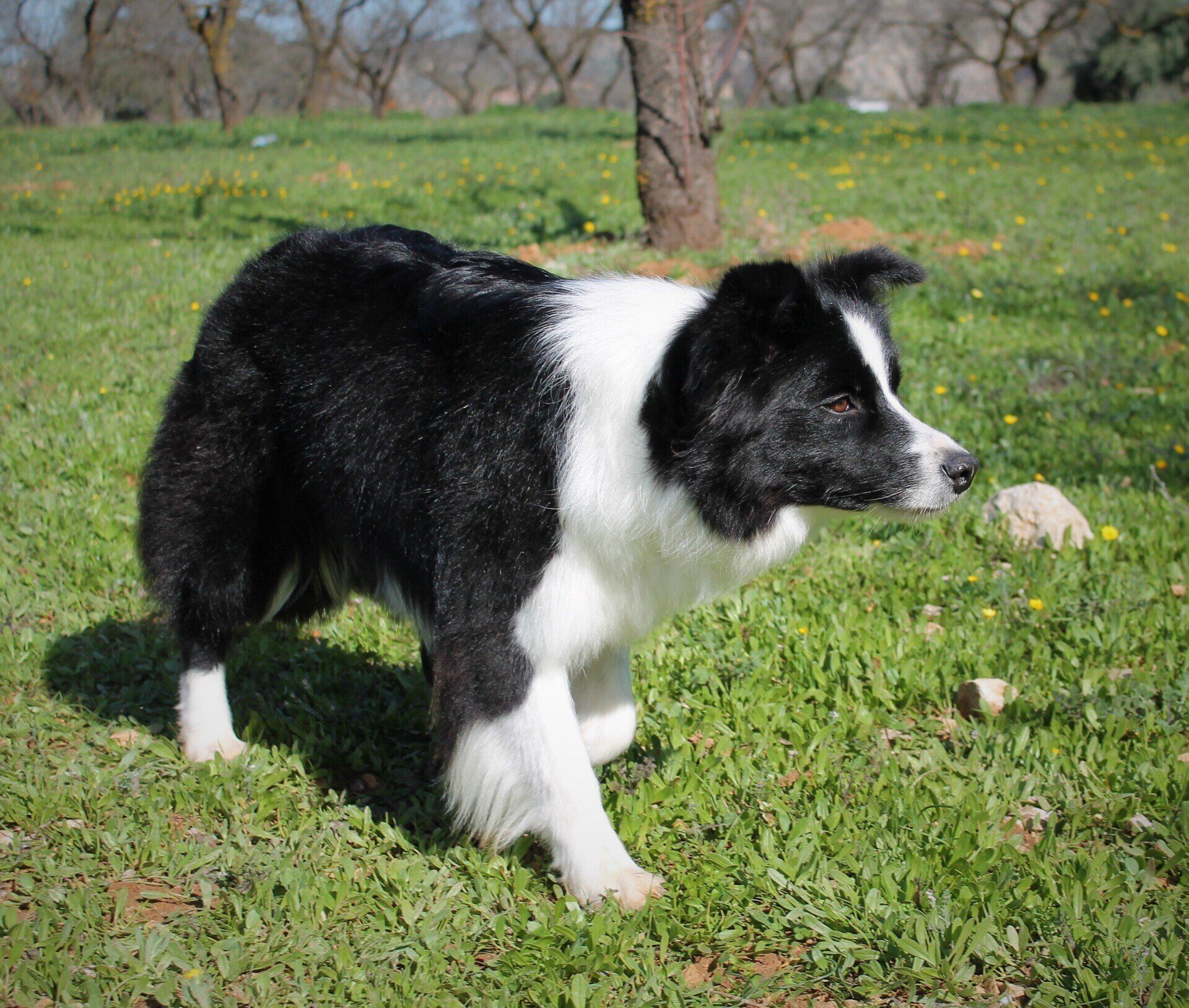 Perro Border Collie de Belda