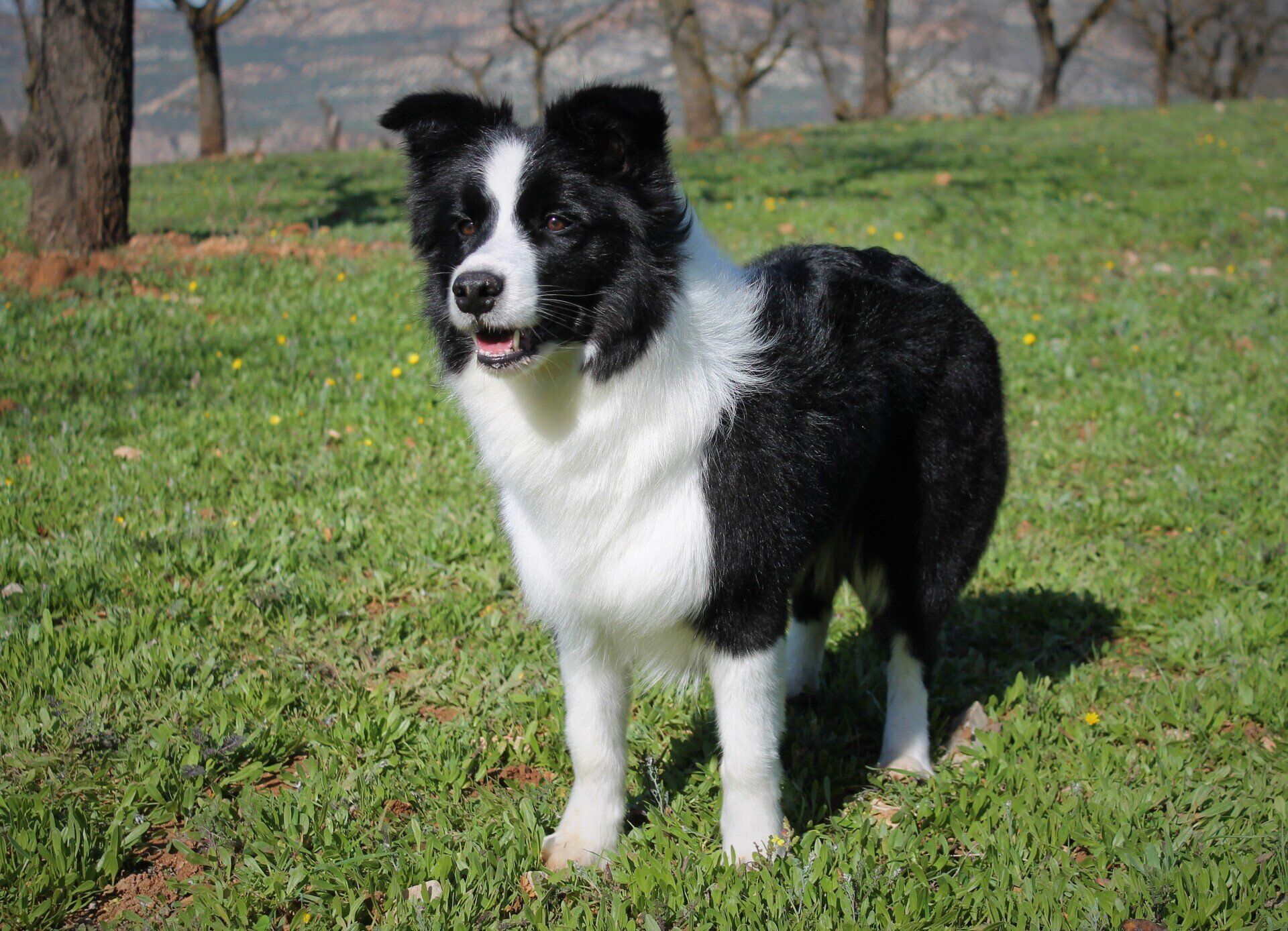 Perro Border Collie de Belda