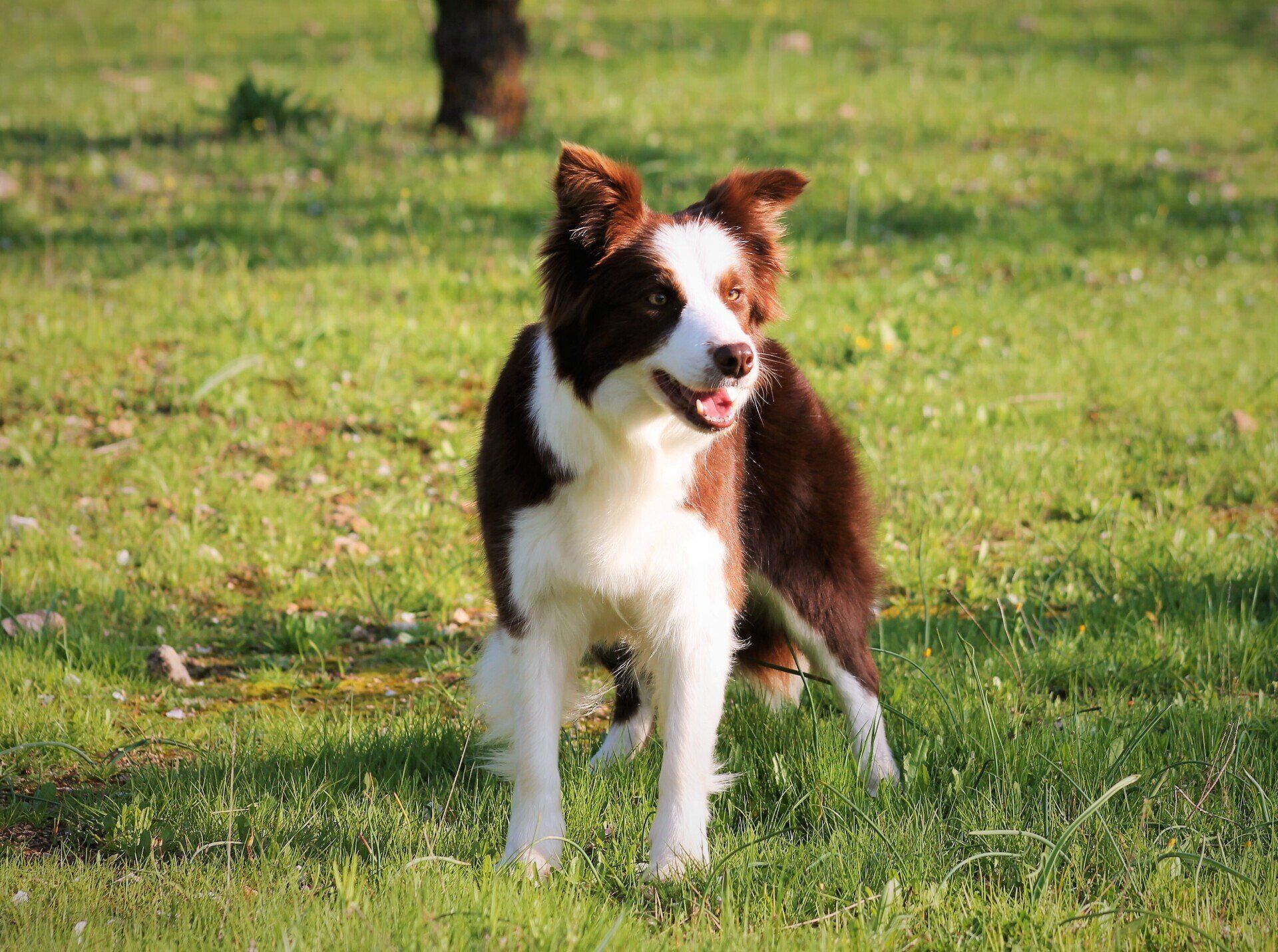 Perro Border Collie de Belda