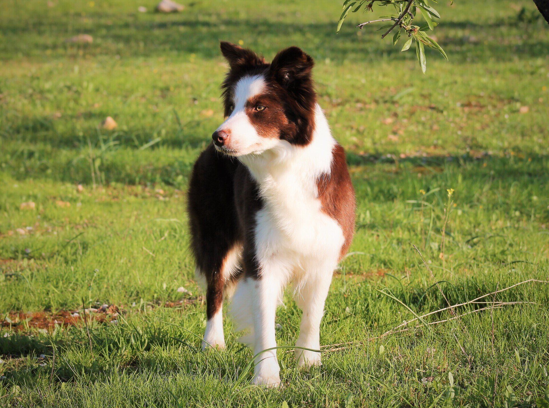 Perro Border Collie de Belda