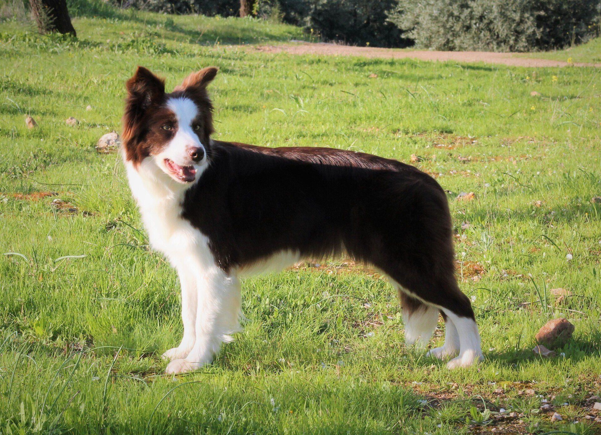 Perro Border Collie de Belda