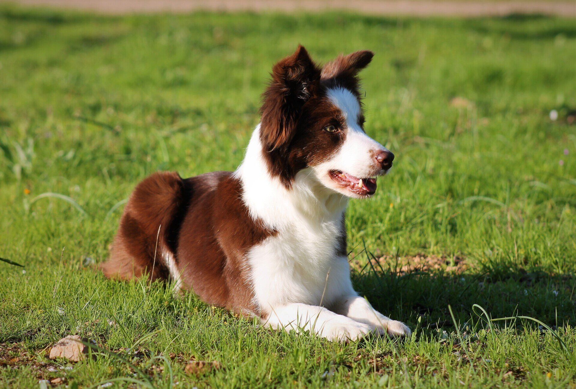 Perro Border Collie de Belda